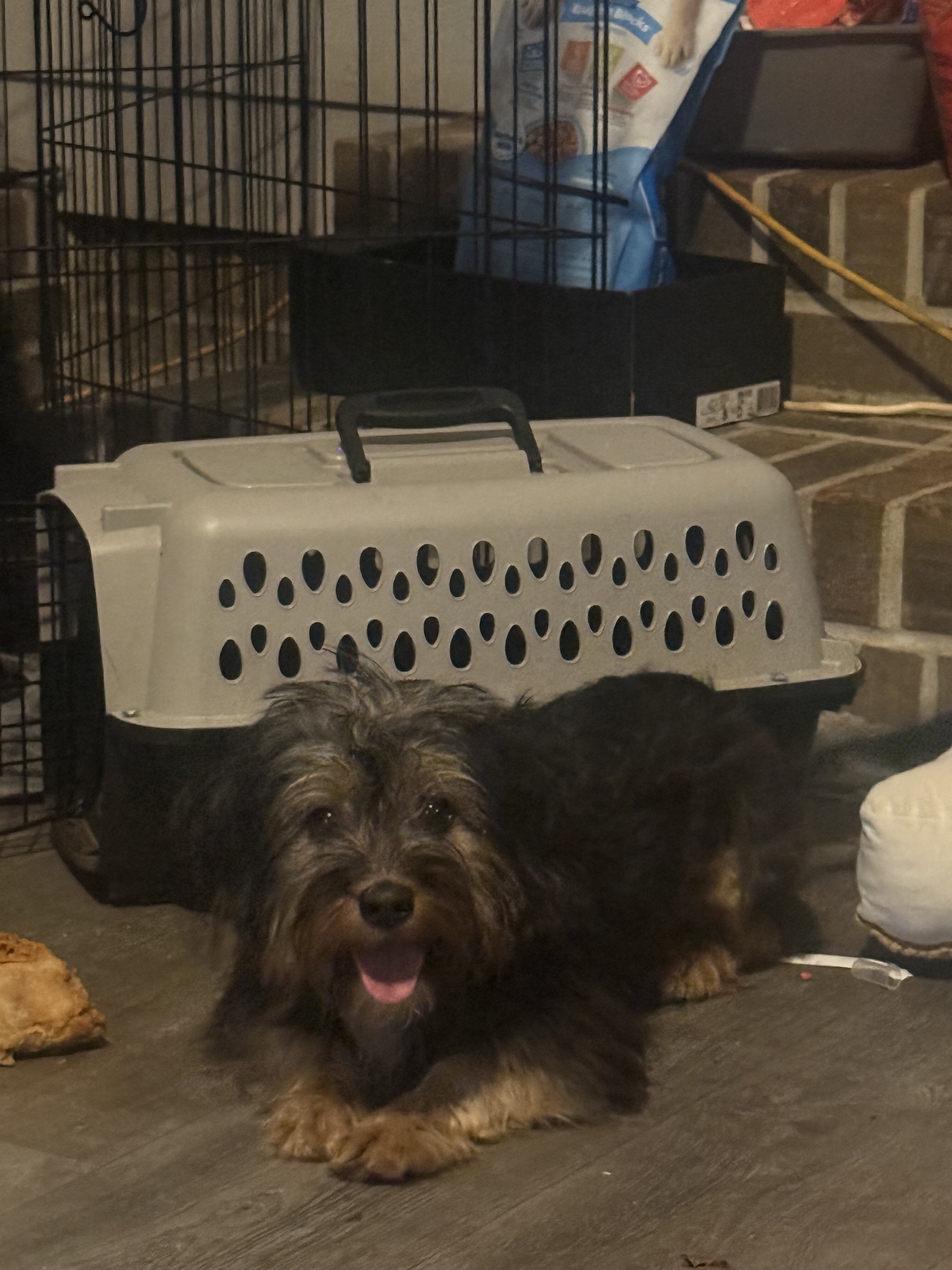 Dog image 3