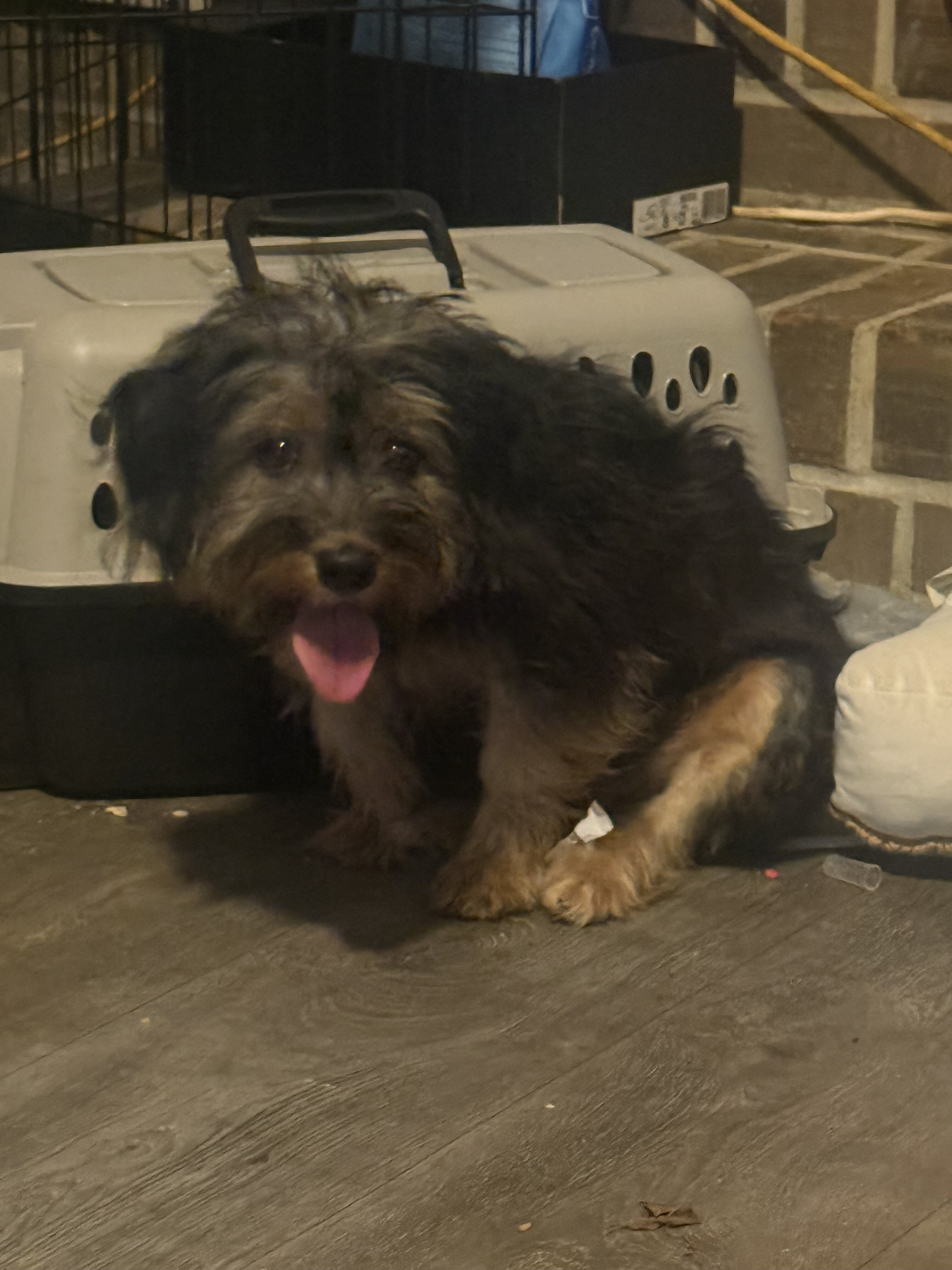 Dog image 2