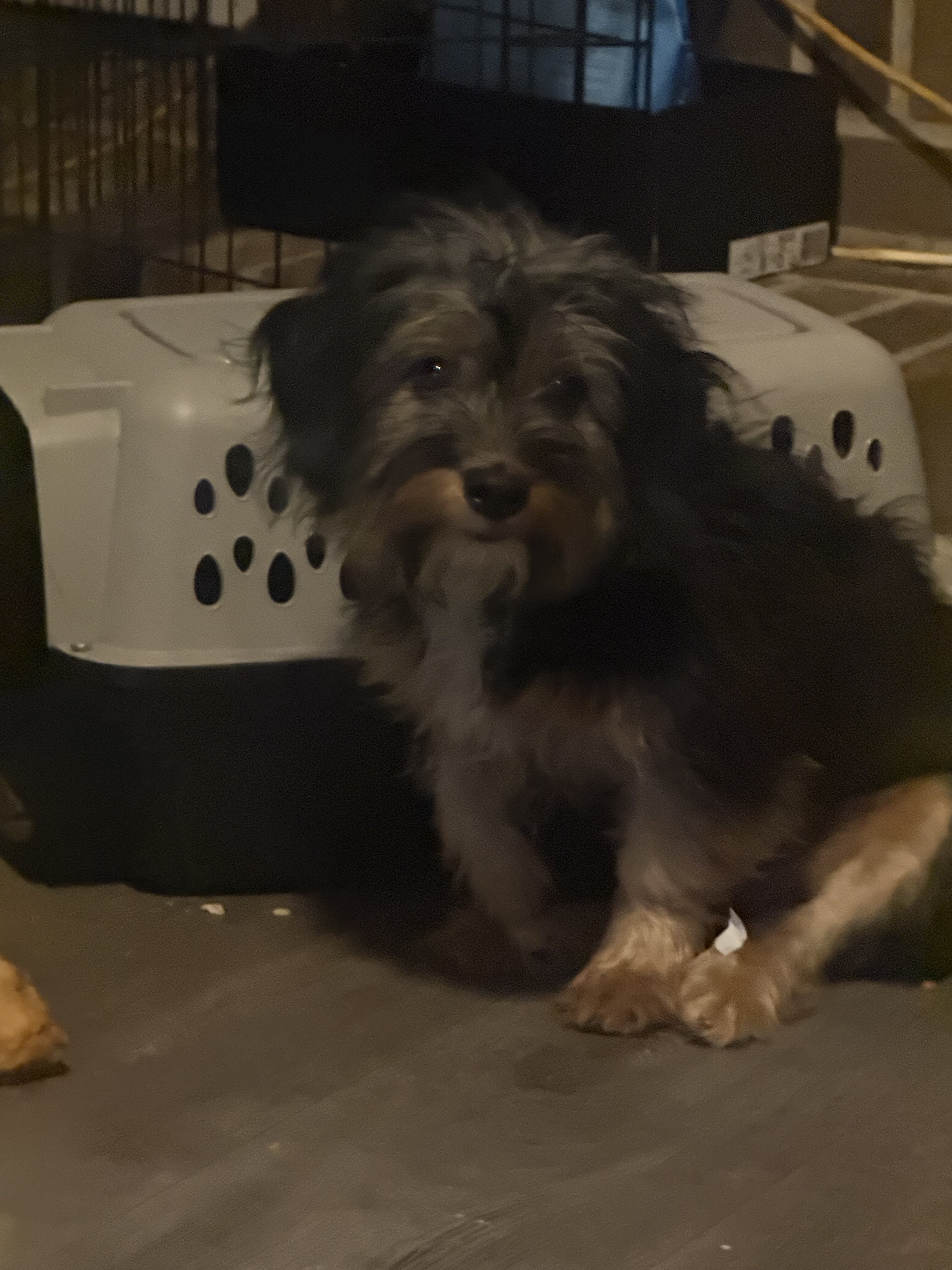 Dog image 1