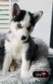 Siberian Husky puppies image 2