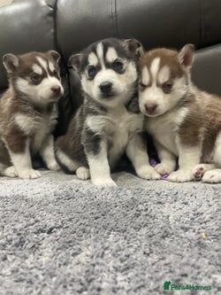 Siberian Husky puppies image 1