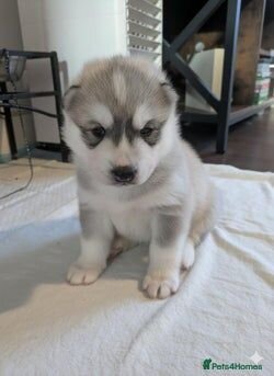 Siberian Husky puppies image 3