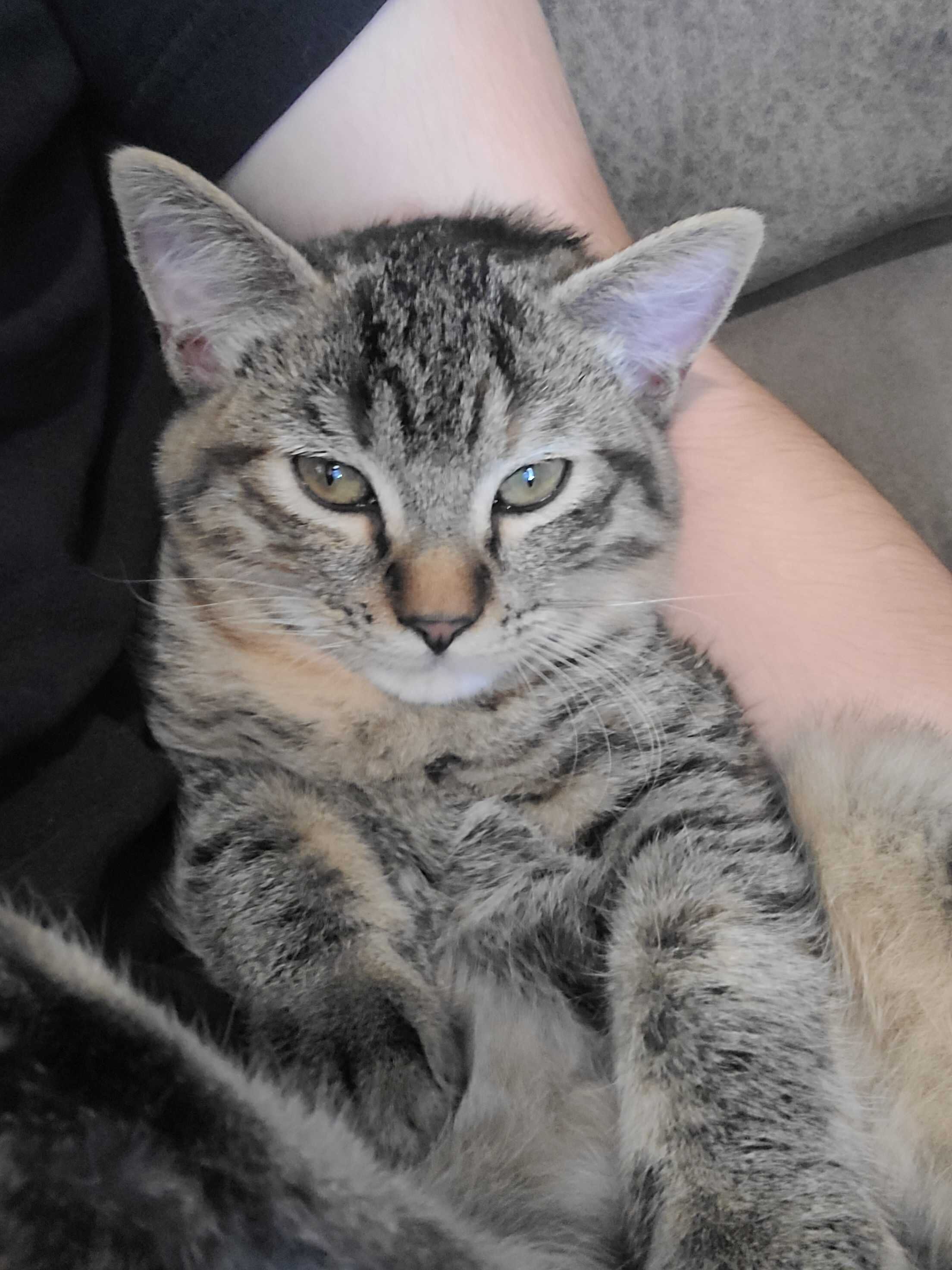 Chat image 3