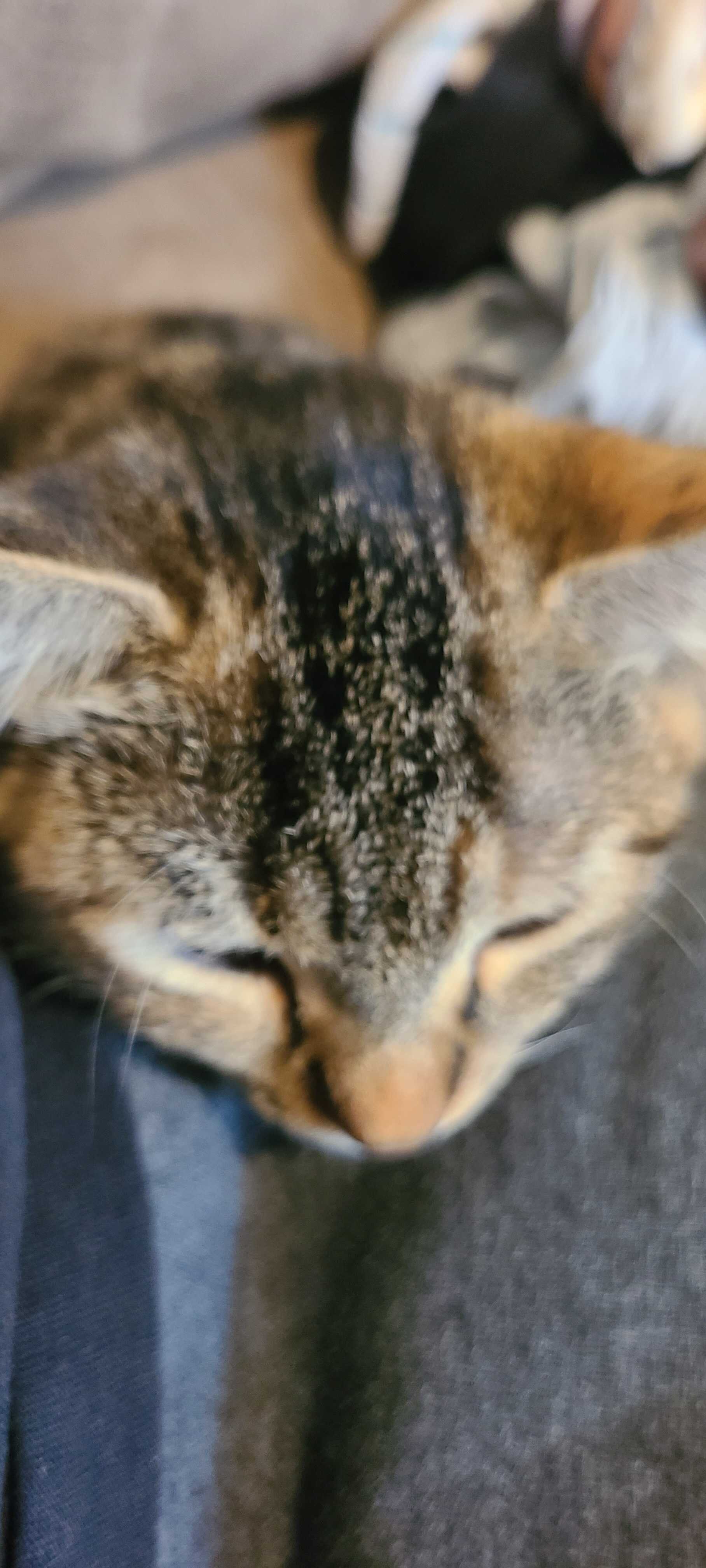 Chat image 2