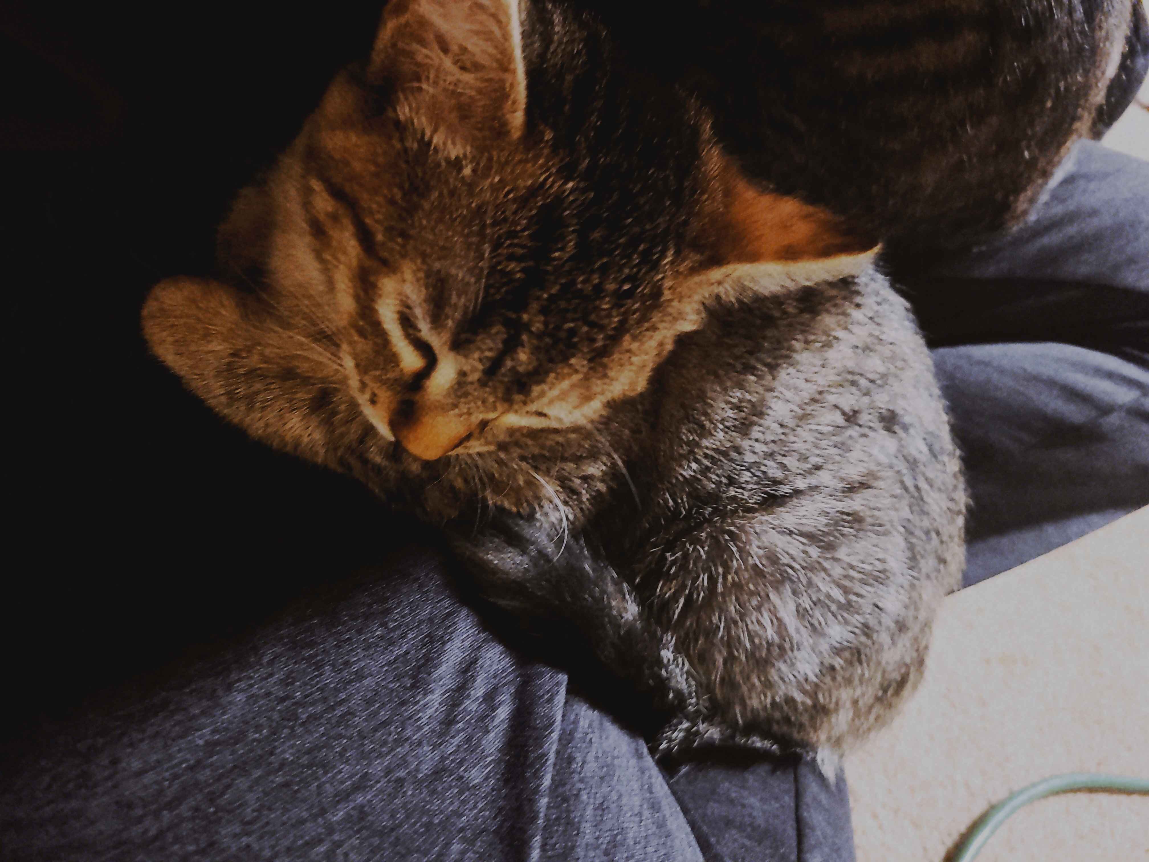 Chat image 1