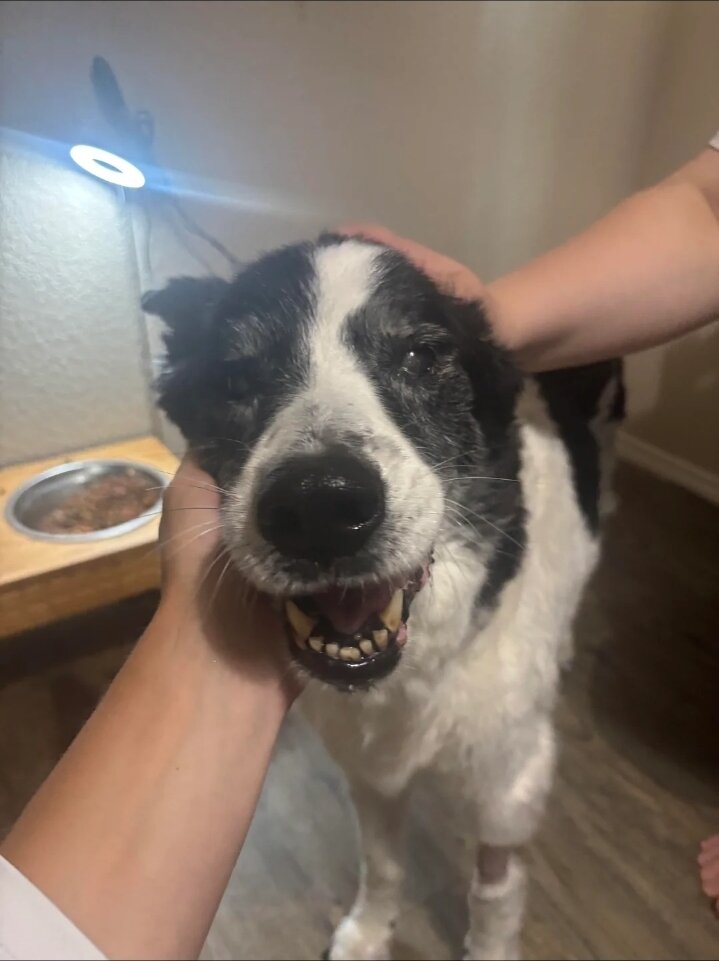 17 Years Old Border Collie image 1