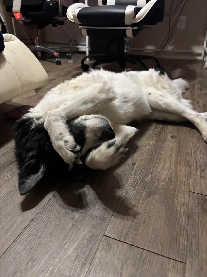 17 Years Old Border Collie image 2