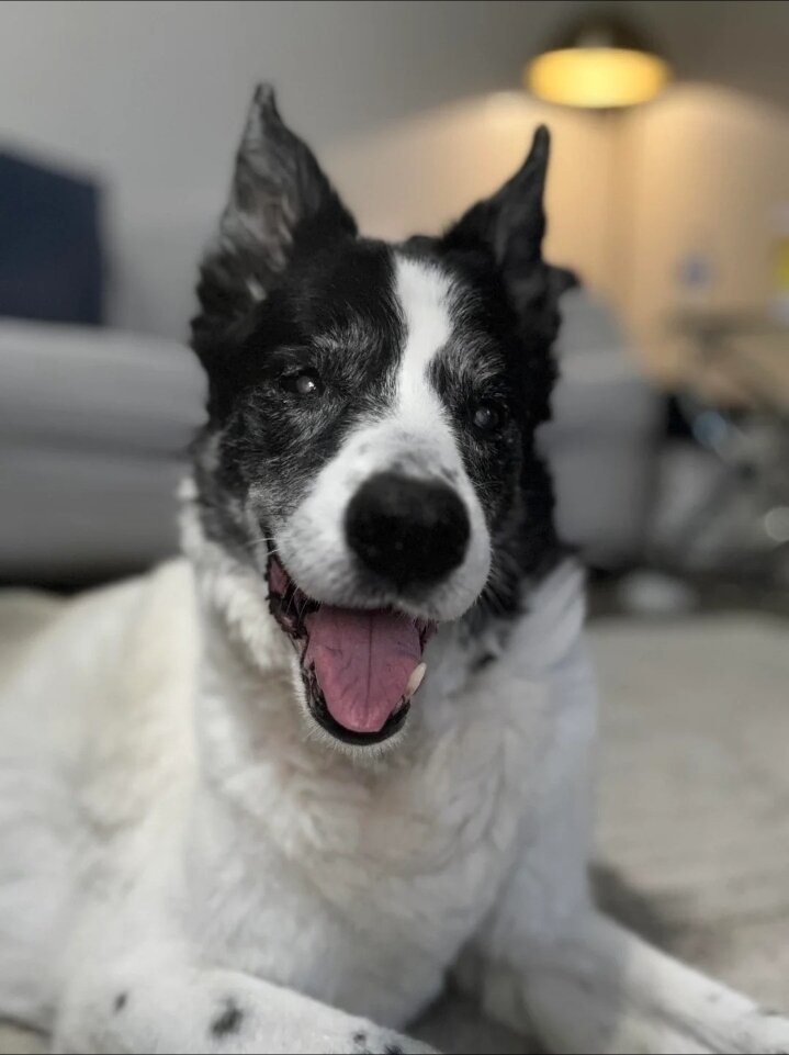17 Years Old Border Collie image 3
