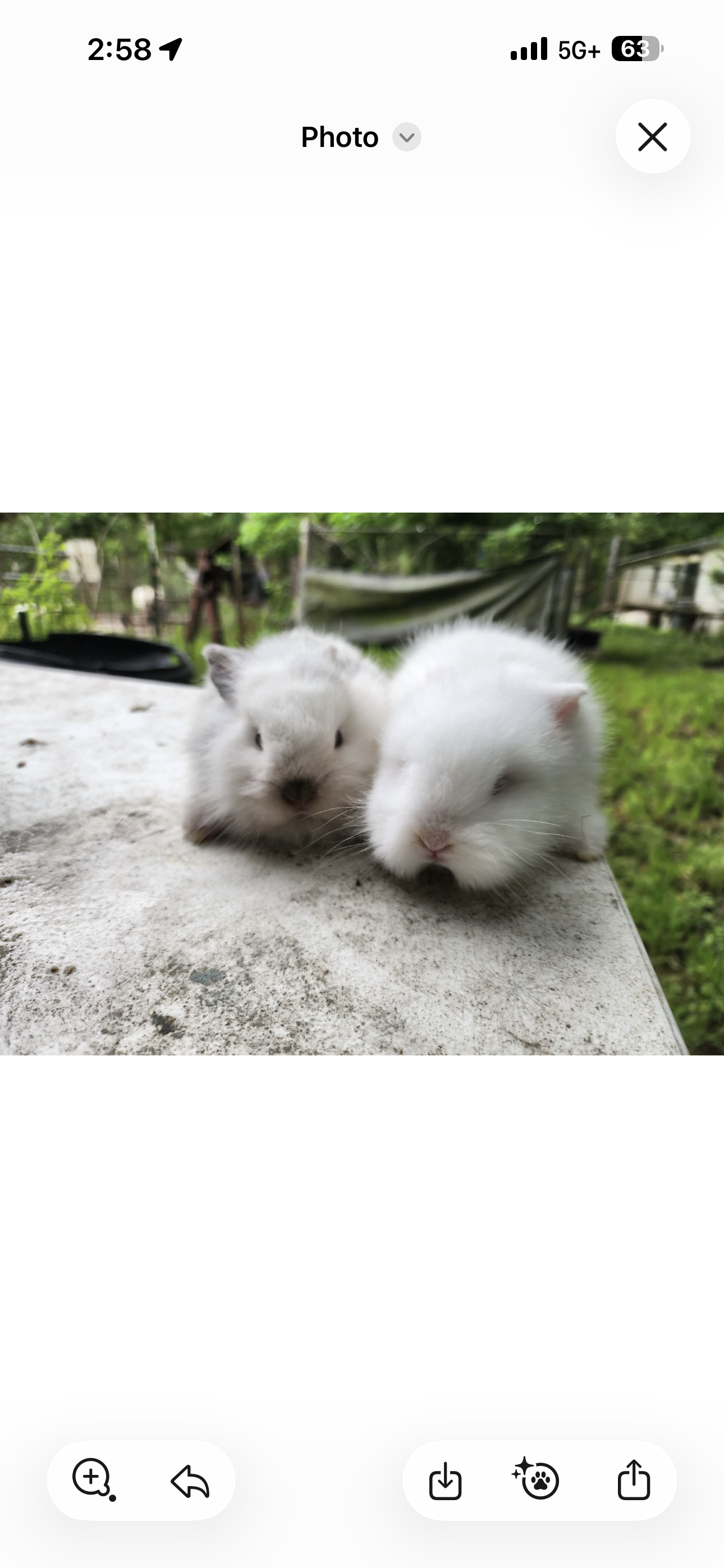 Female dwarf bunnies image 1