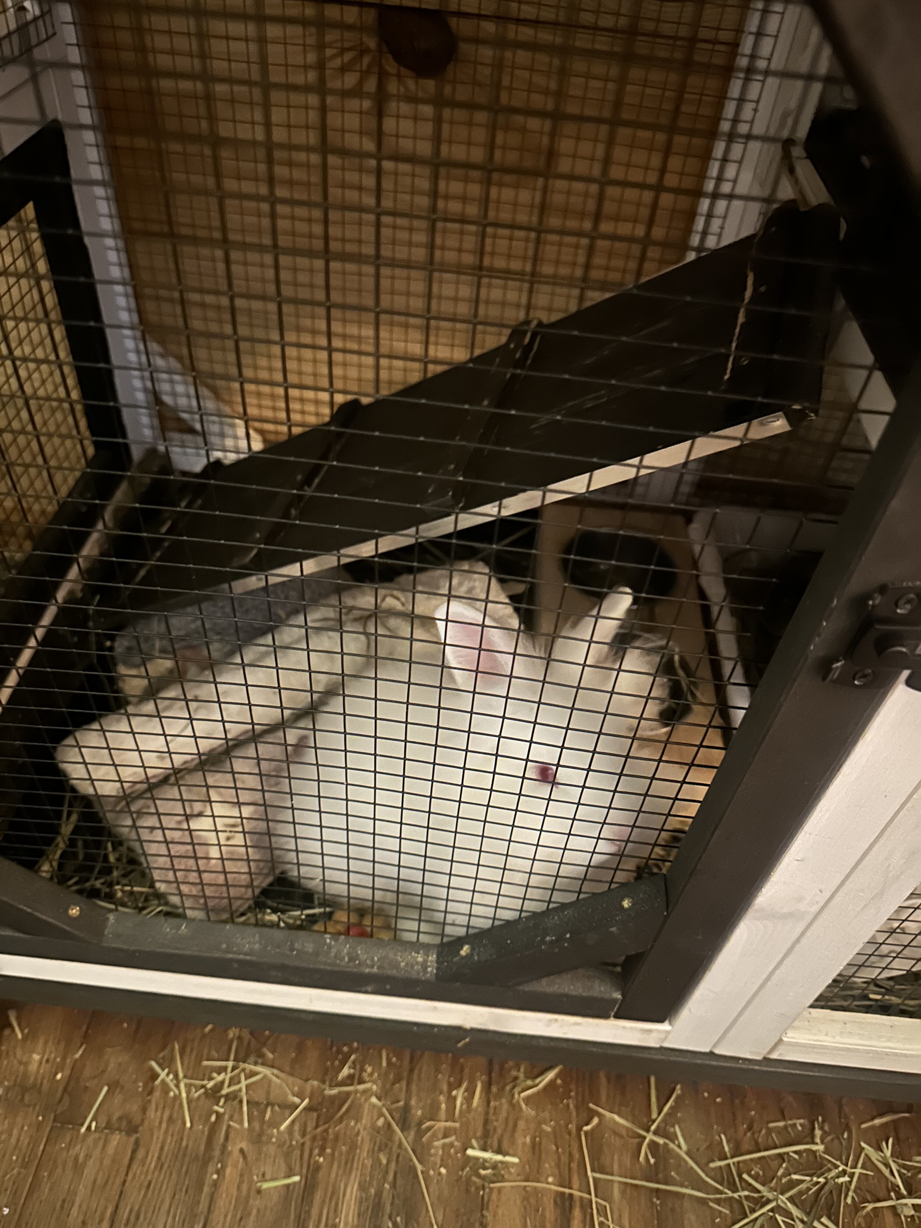Female dwarf bunnies image 2