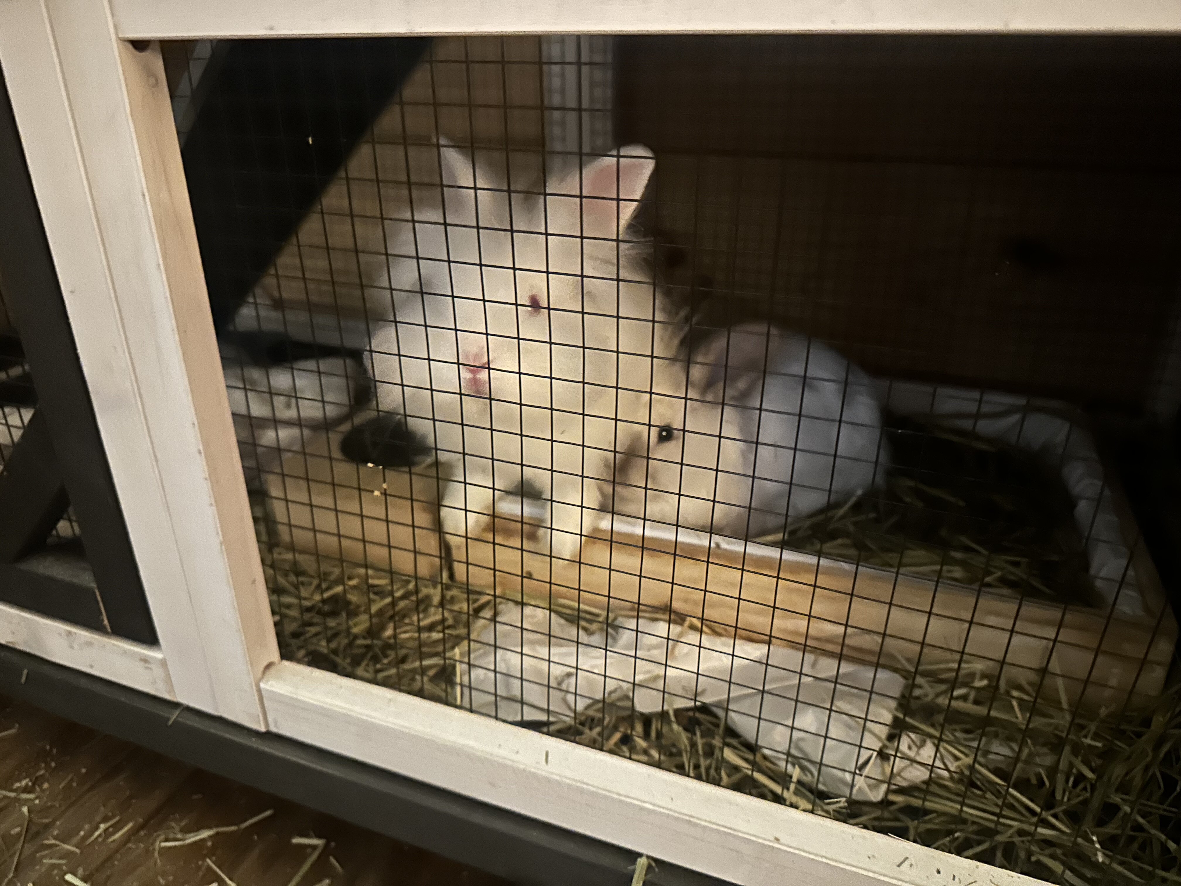 Dwarf female bunnies image 2