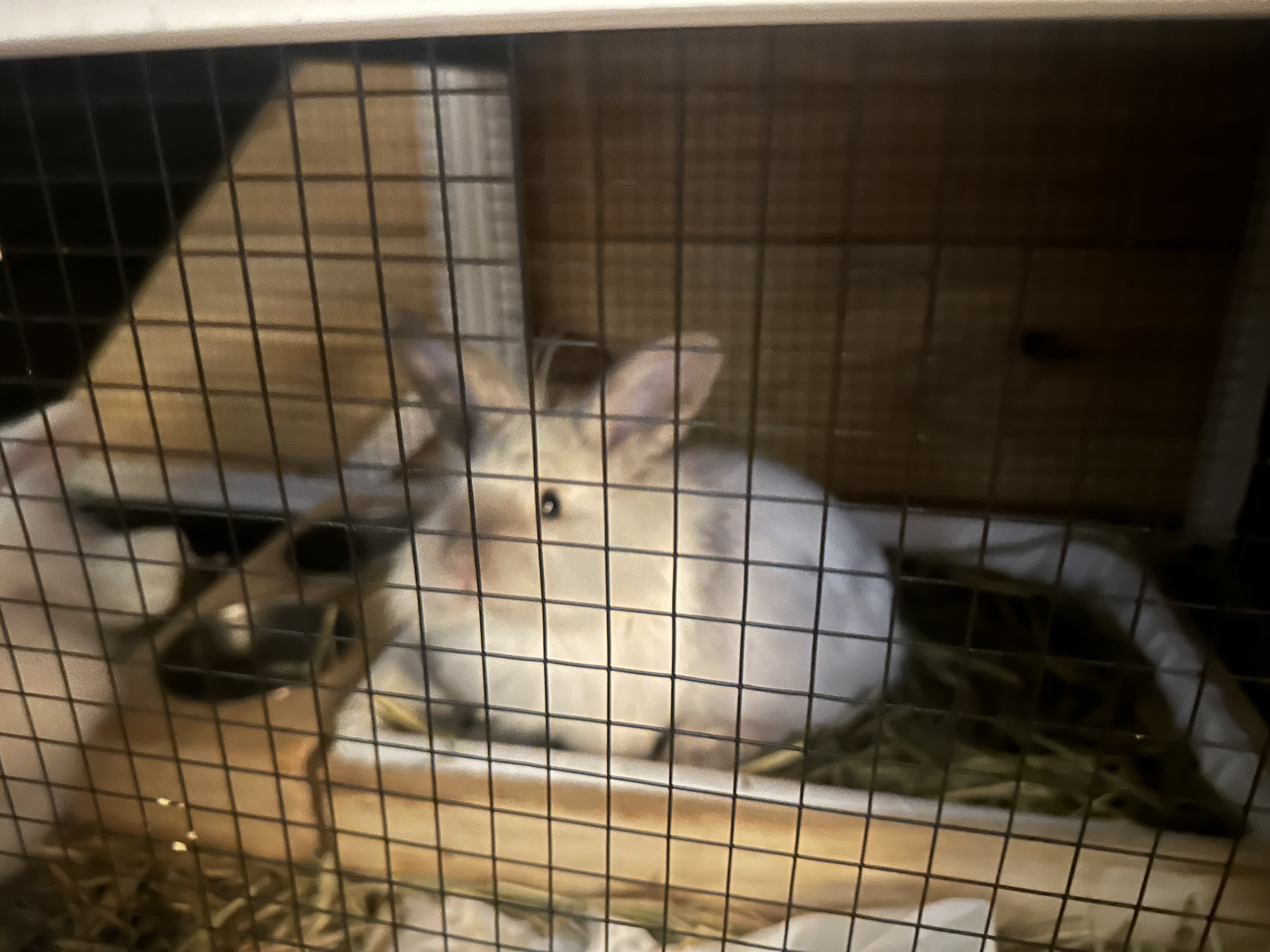 Dwarf female bunnies image 3