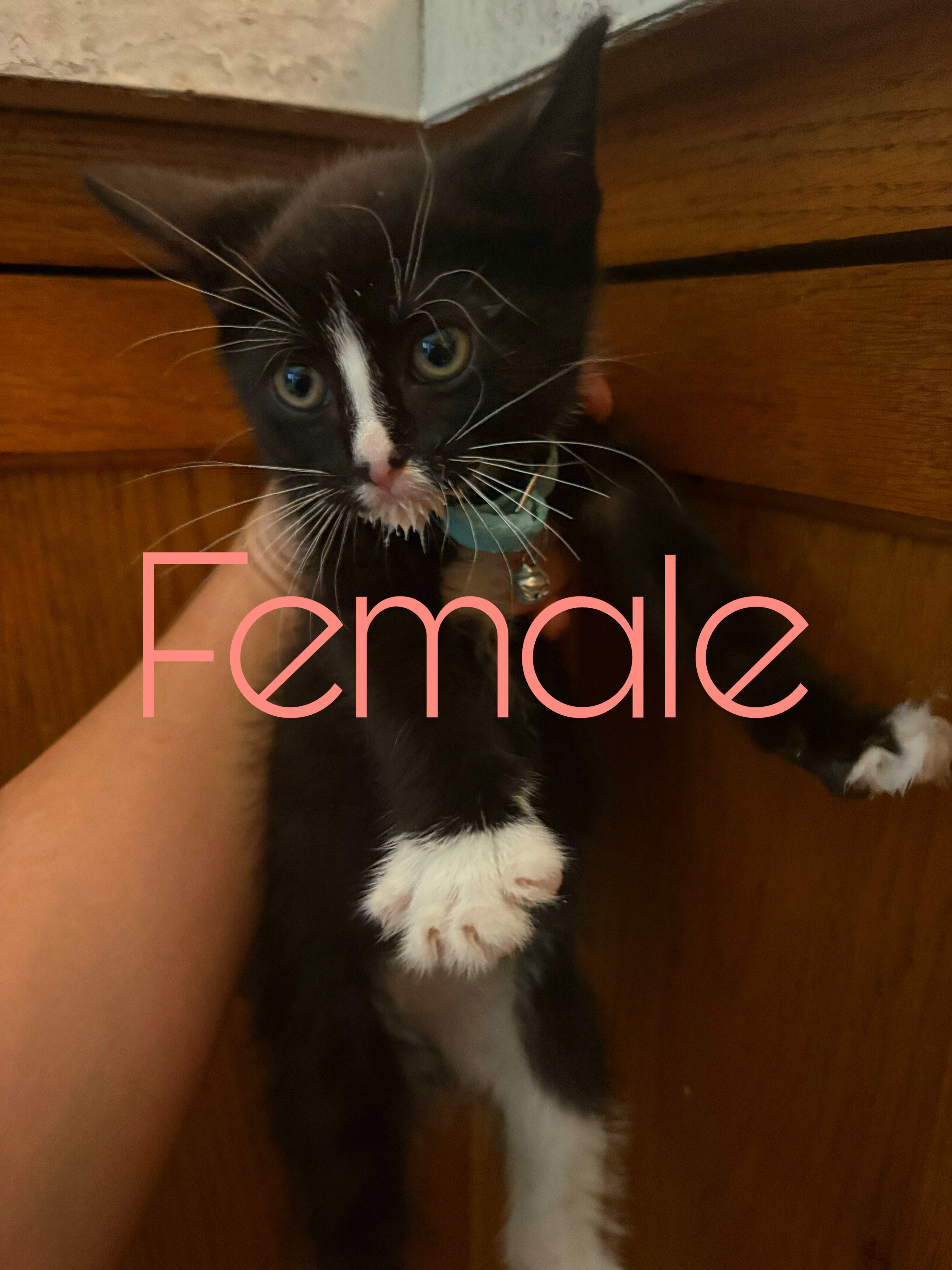 Kittens image 7