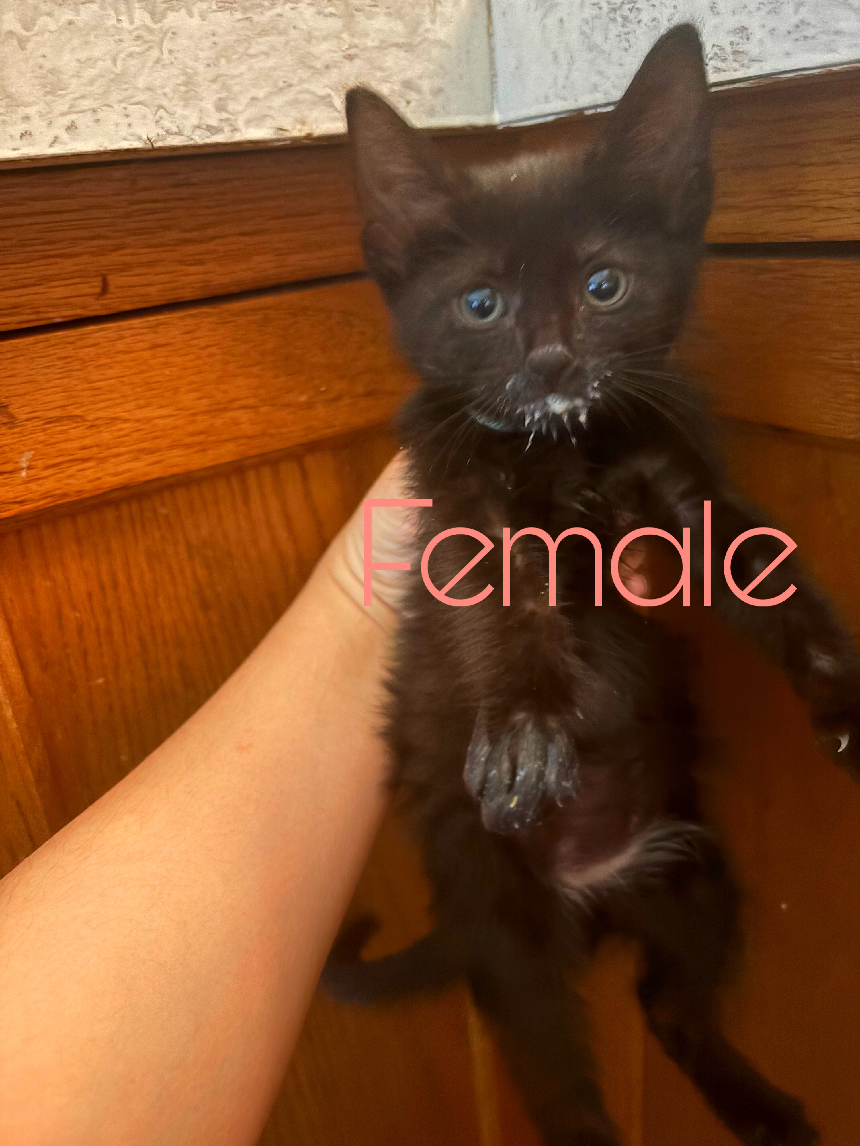 Kittens image 4