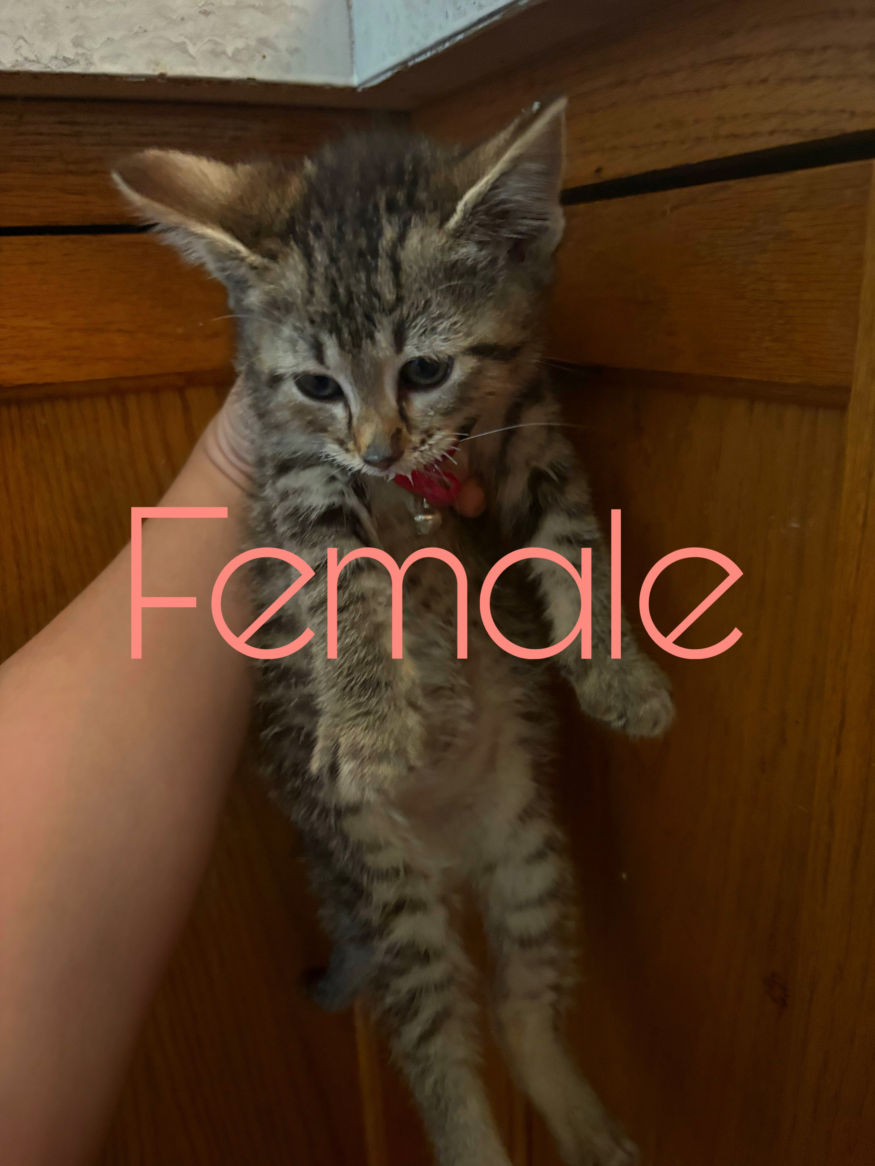 Kittens image 5