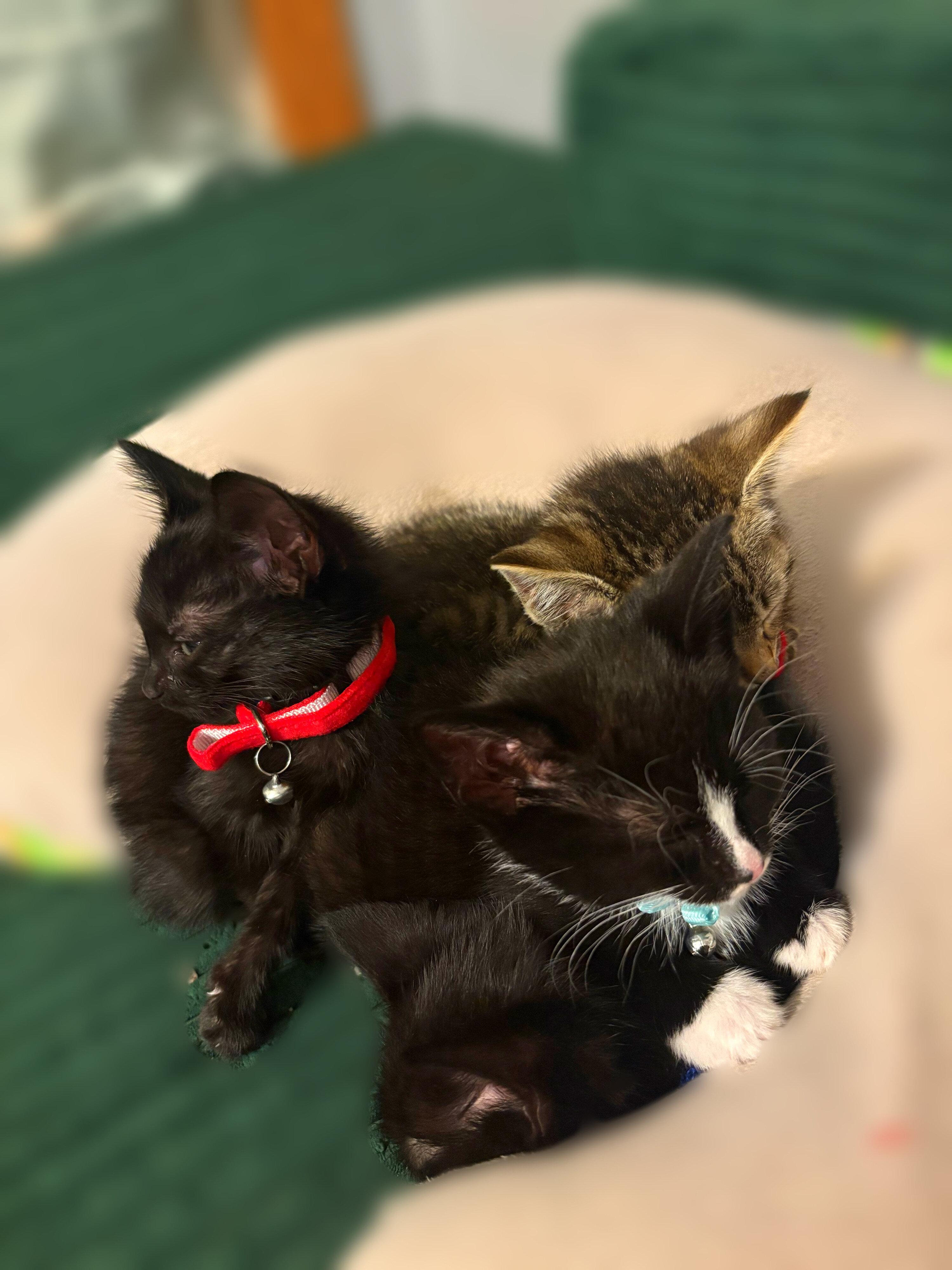 Kittens image 1
