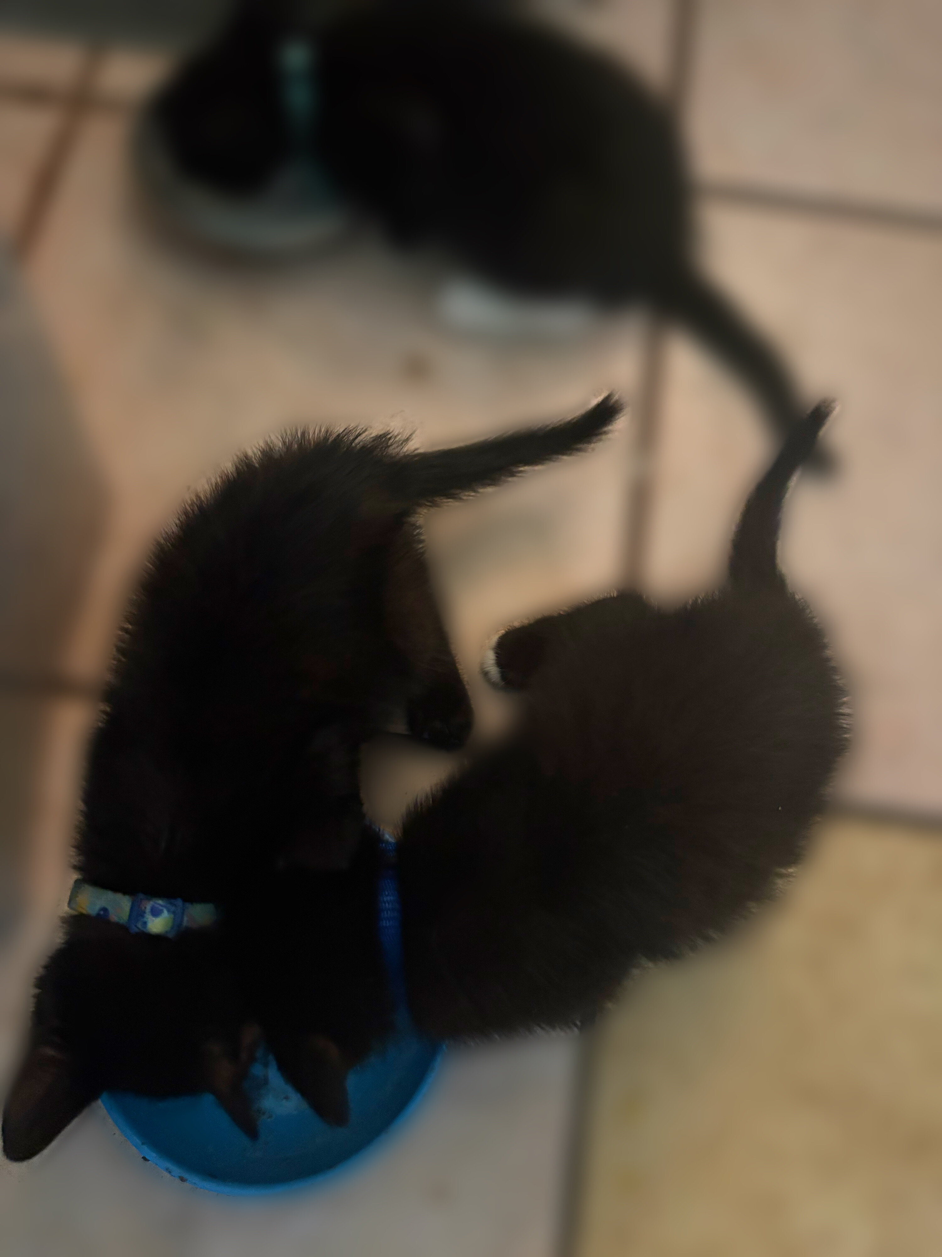 Kittens image 2