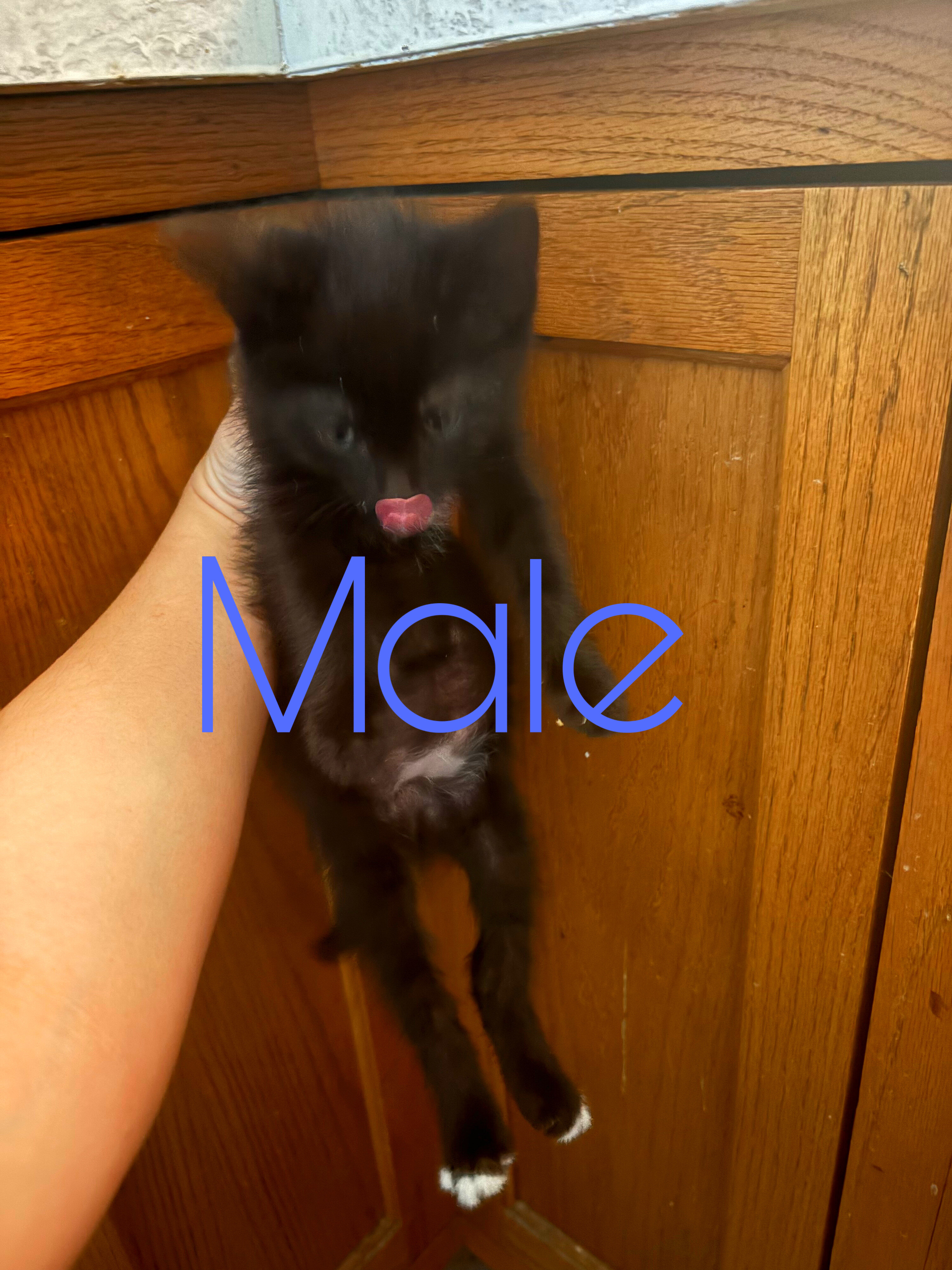 Kittens image 6