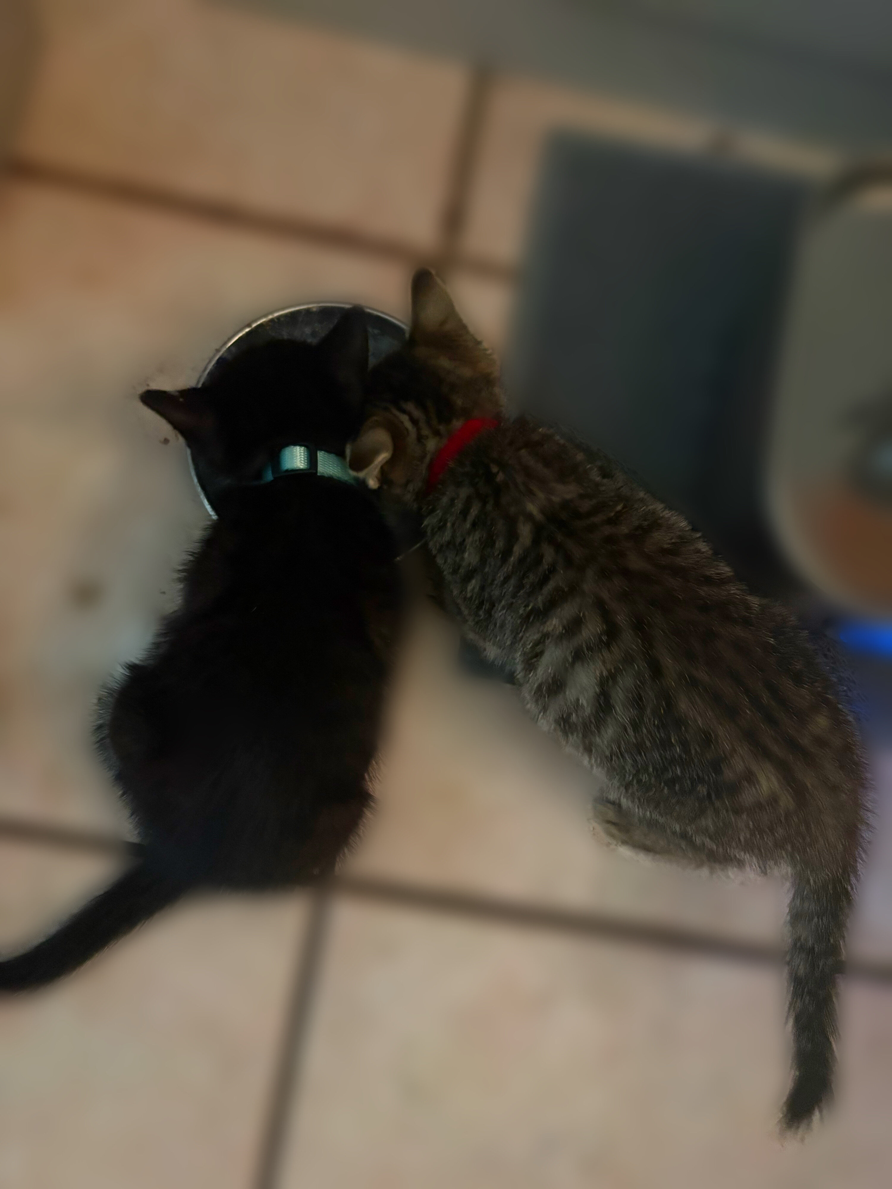 Kittens image 3