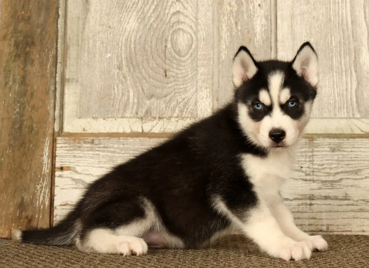 Boy Siberian Husky - Thomas image 1