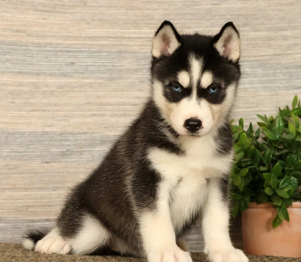 Girl Siberian Husky - Oreo image 1