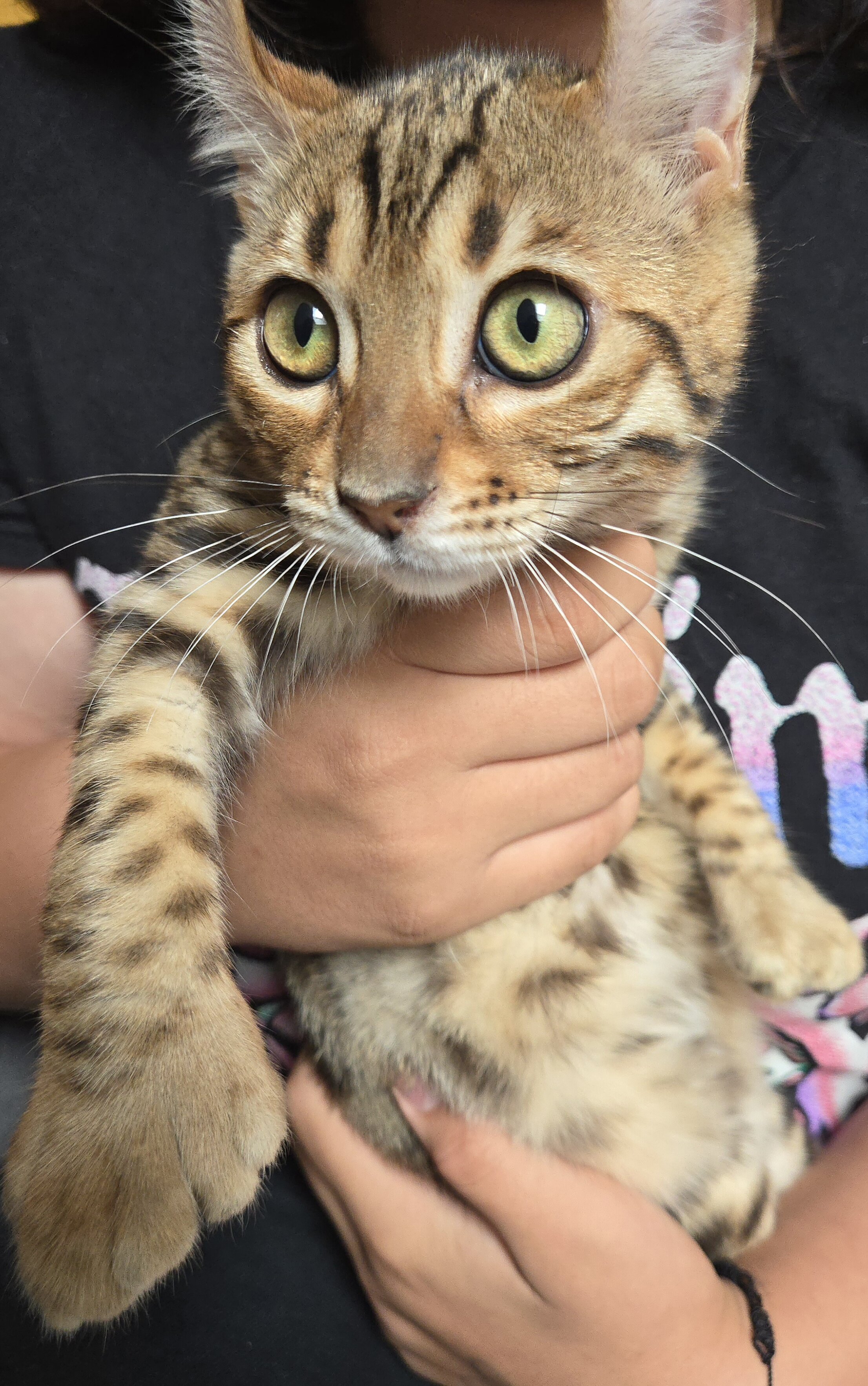 Bengal image 3