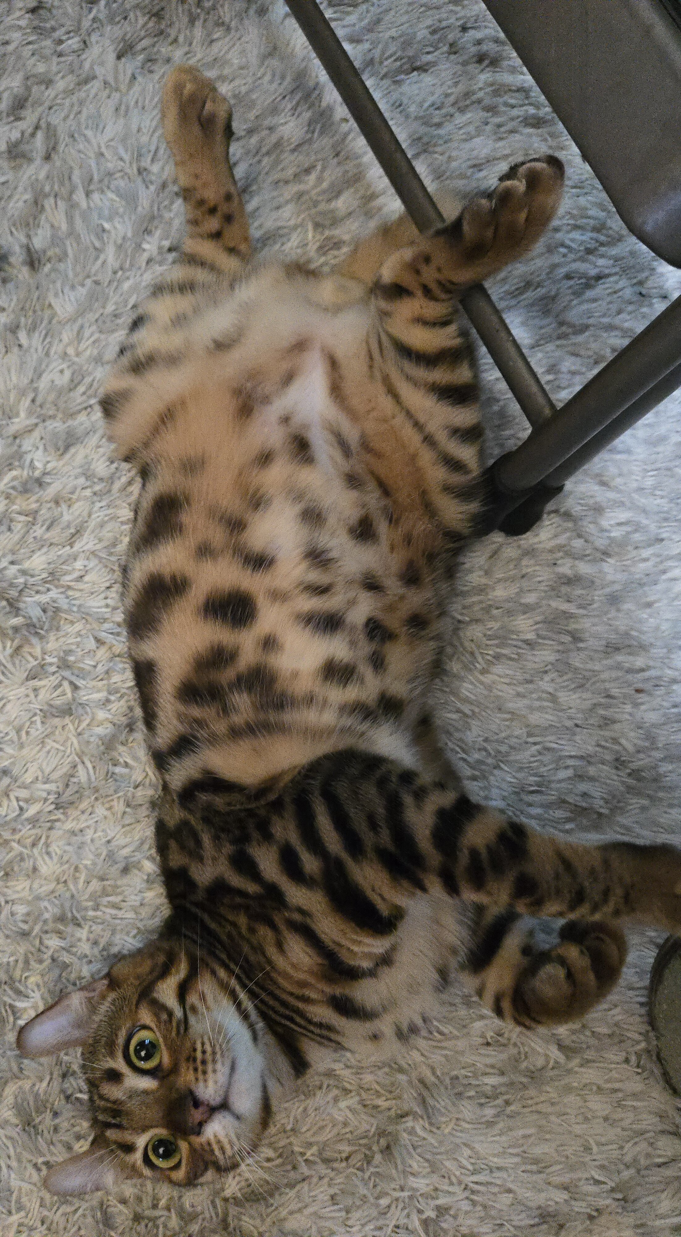 Bengal image 1