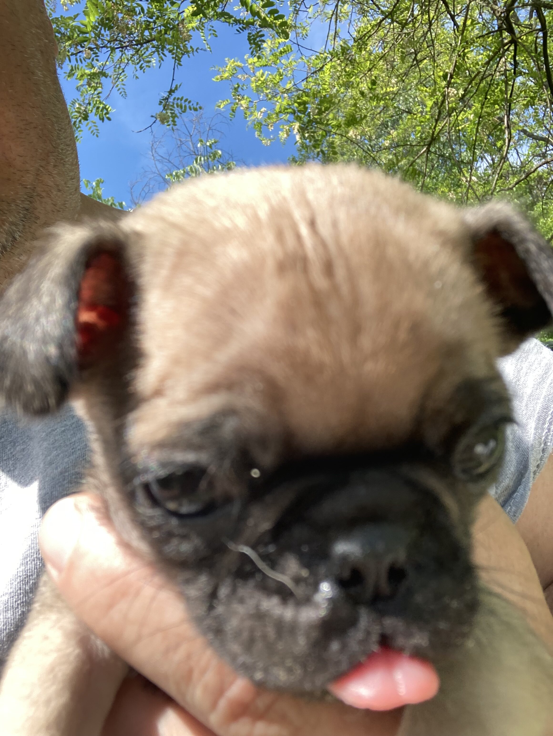 Pugs image 5