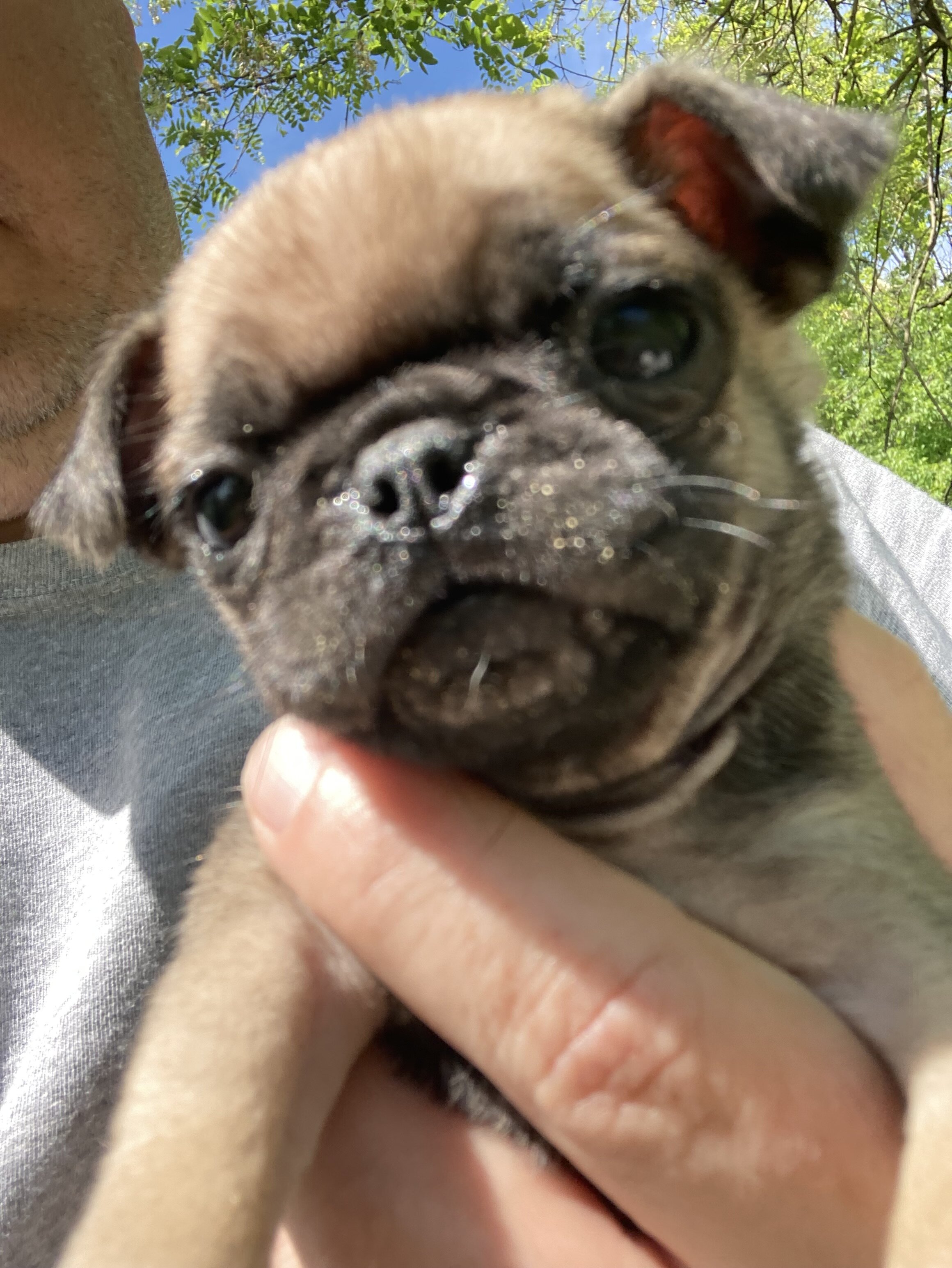 Pugs image 1
