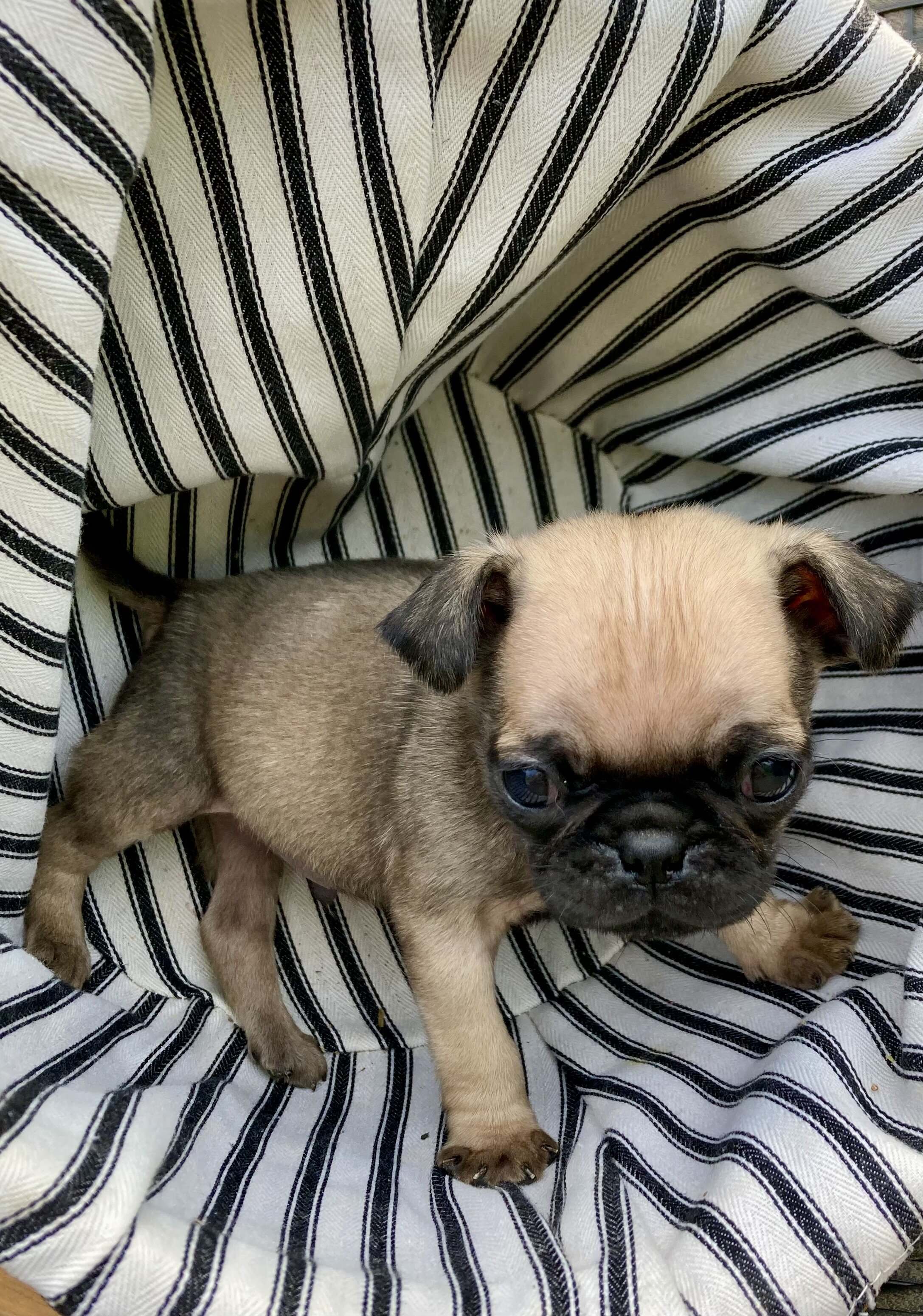 Pugs image 2