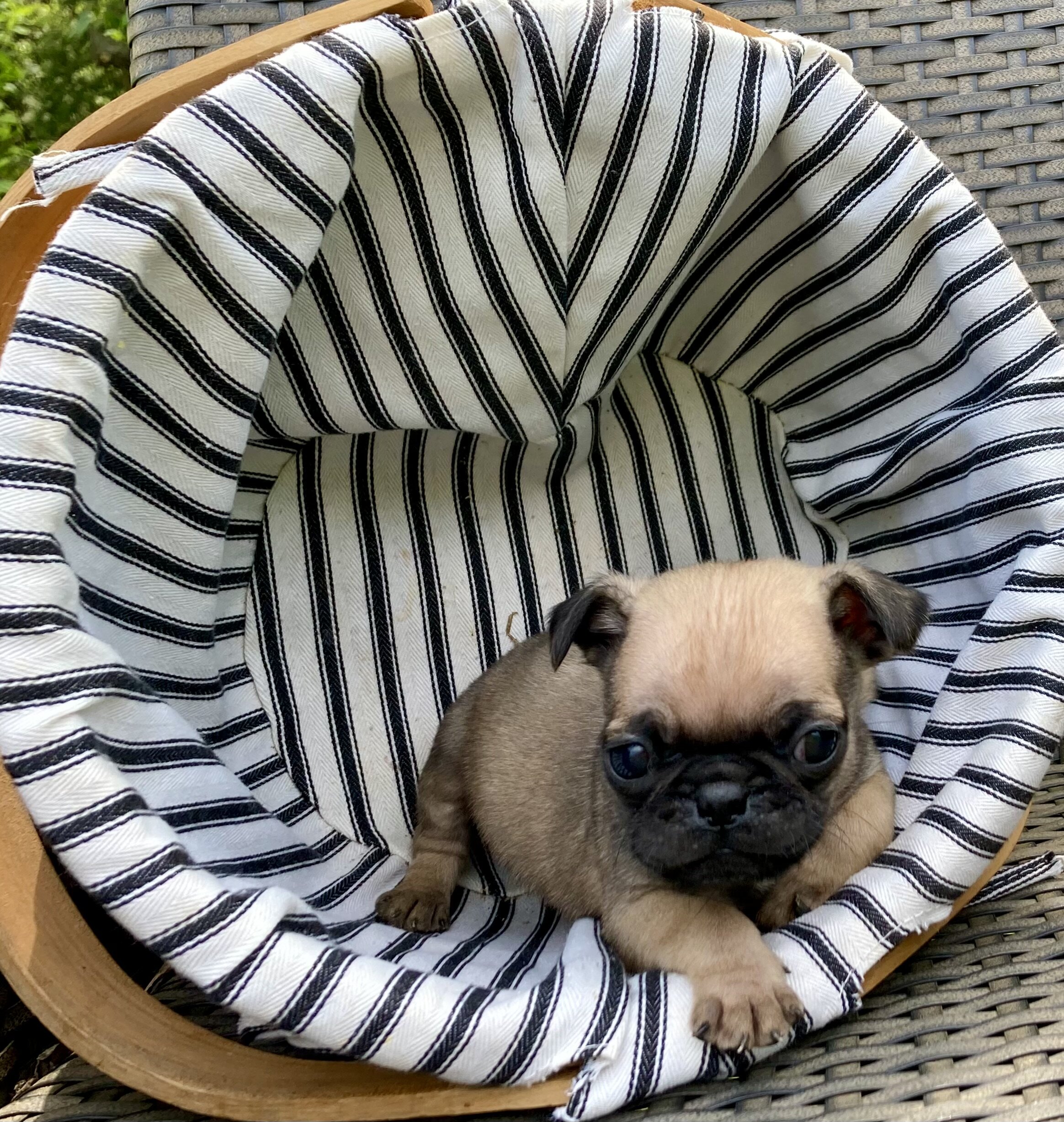 Pugs image 3