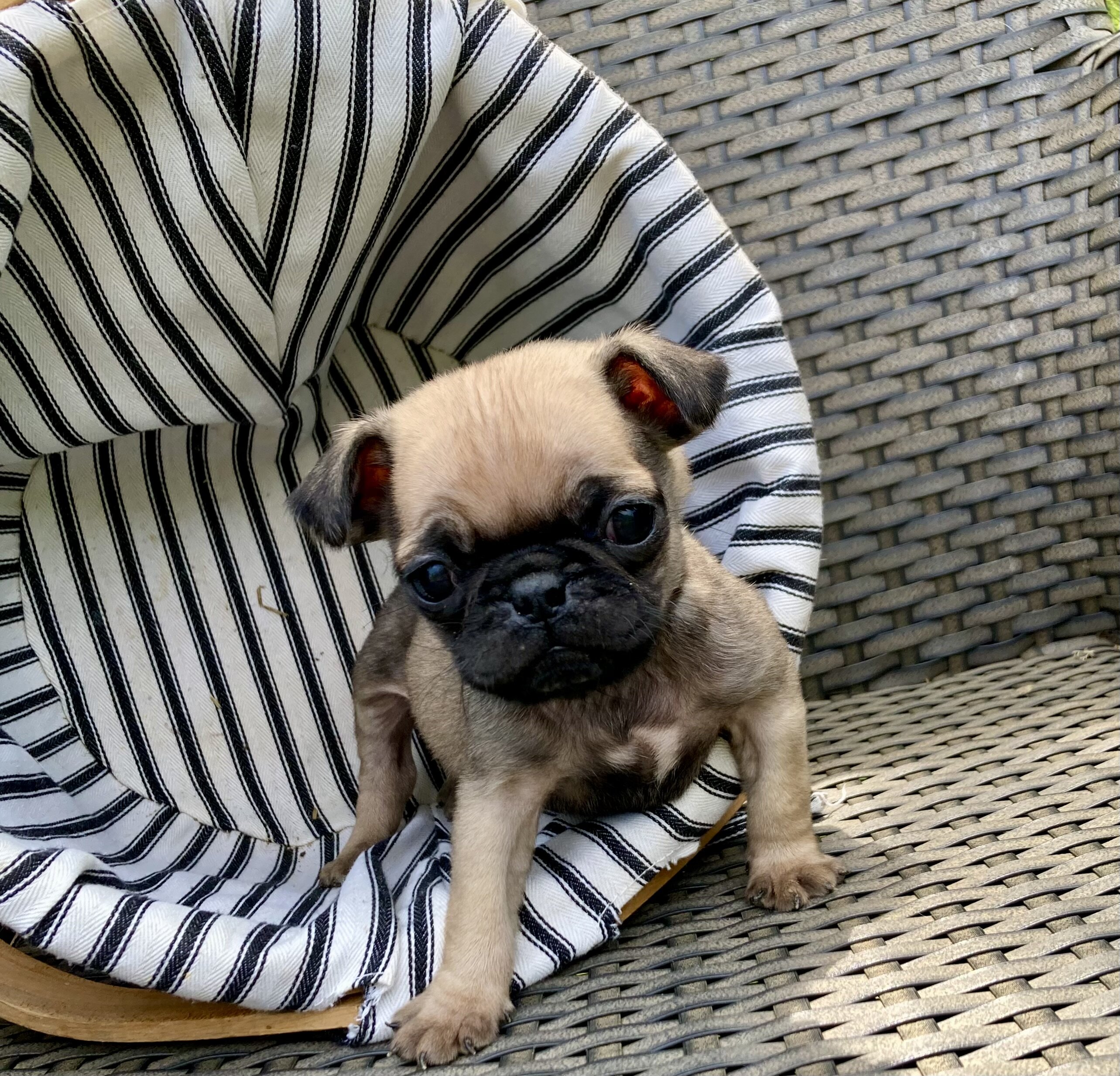 Pugs image 4