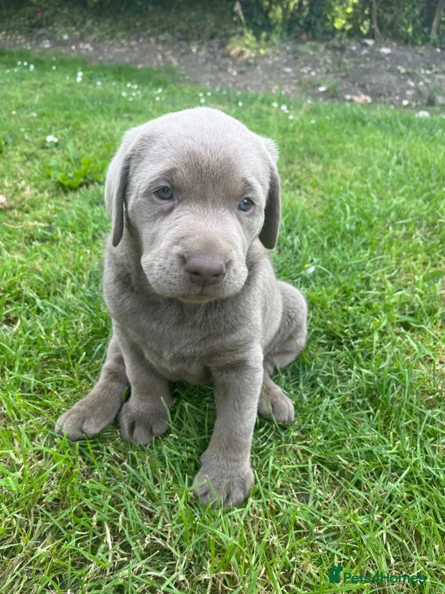 Labrador retriever puppies image 1