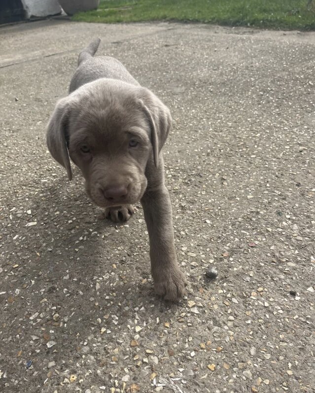 Labrador retriever puppy image 1