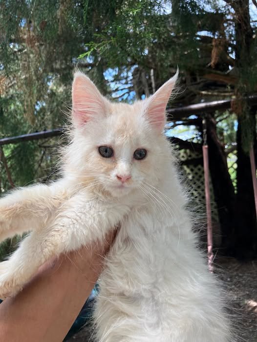 TICA baby boy Mainecoon kitten image 1