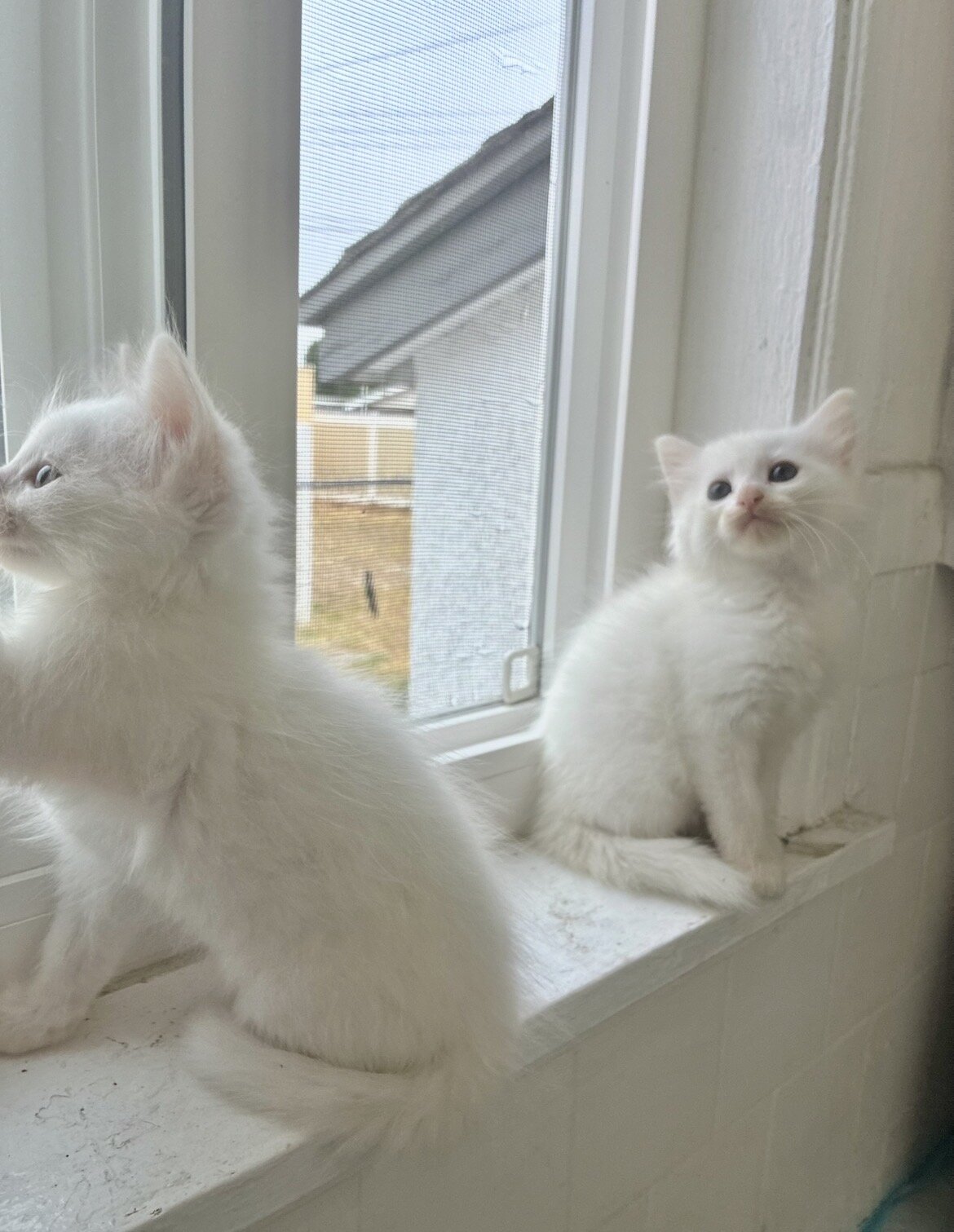 Kittens image 2