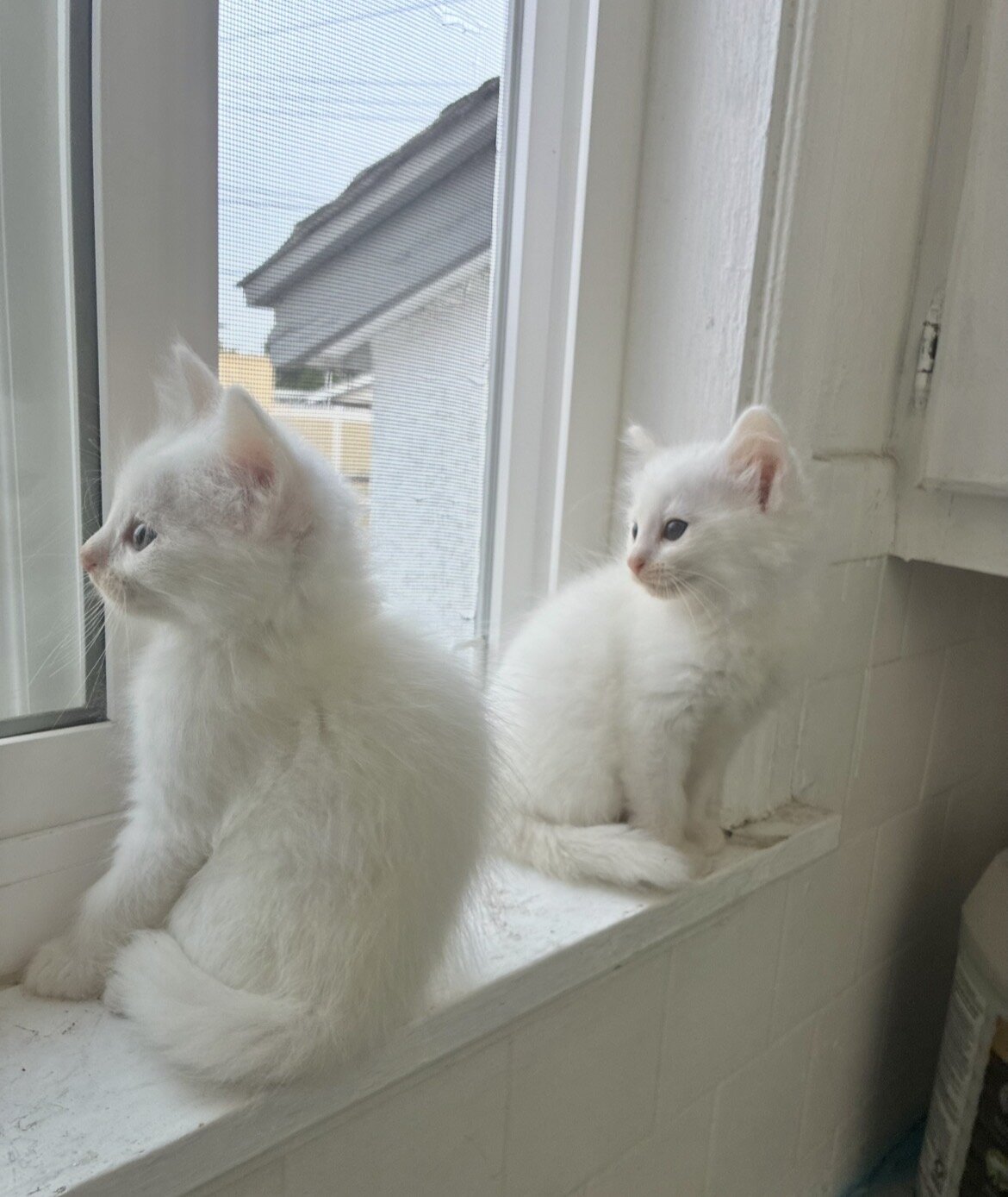 Kittens image 1
