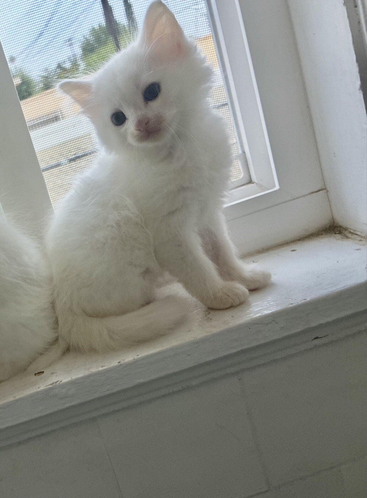 Kittens image 3