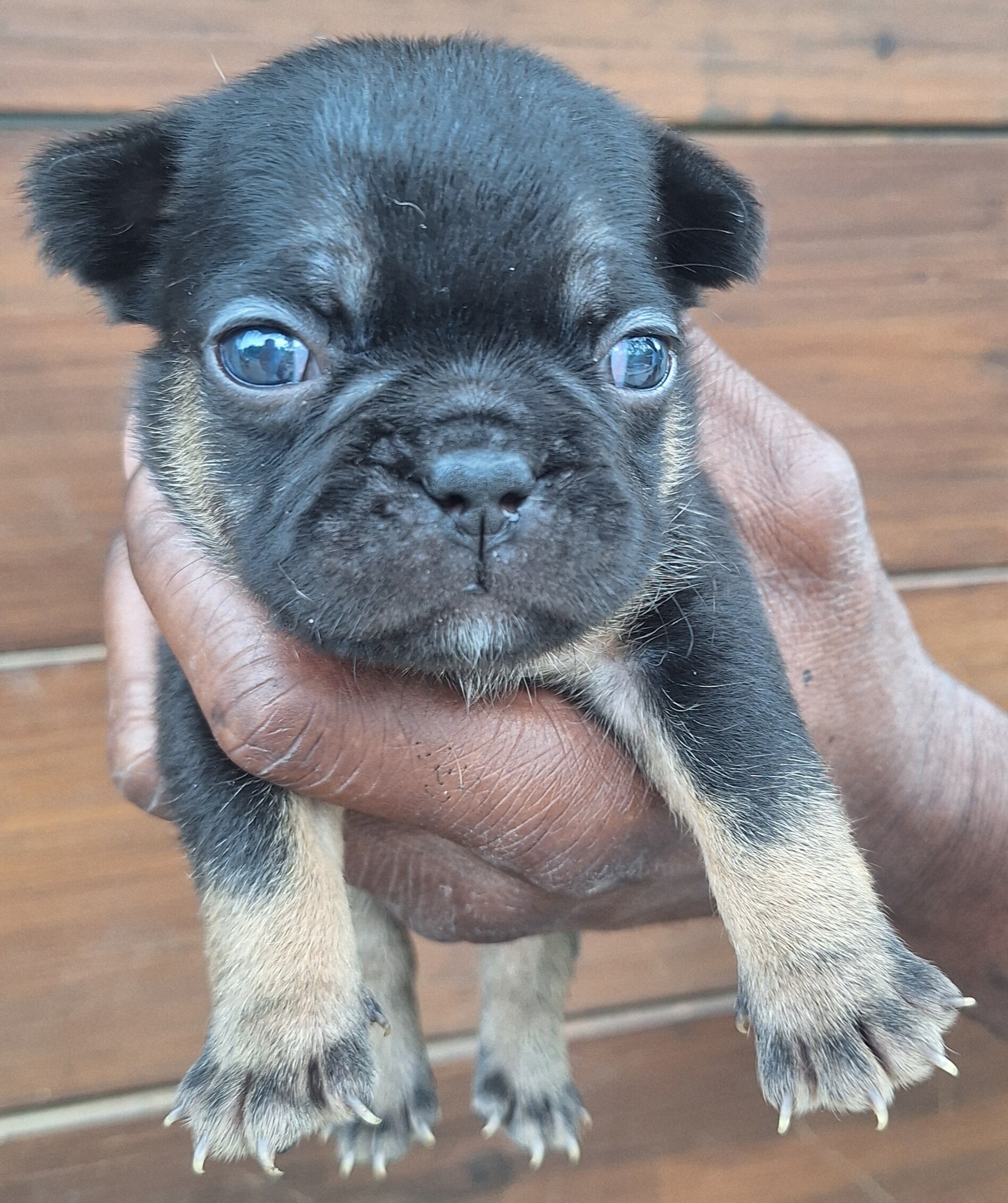 Female French Bulldog puppy image 2