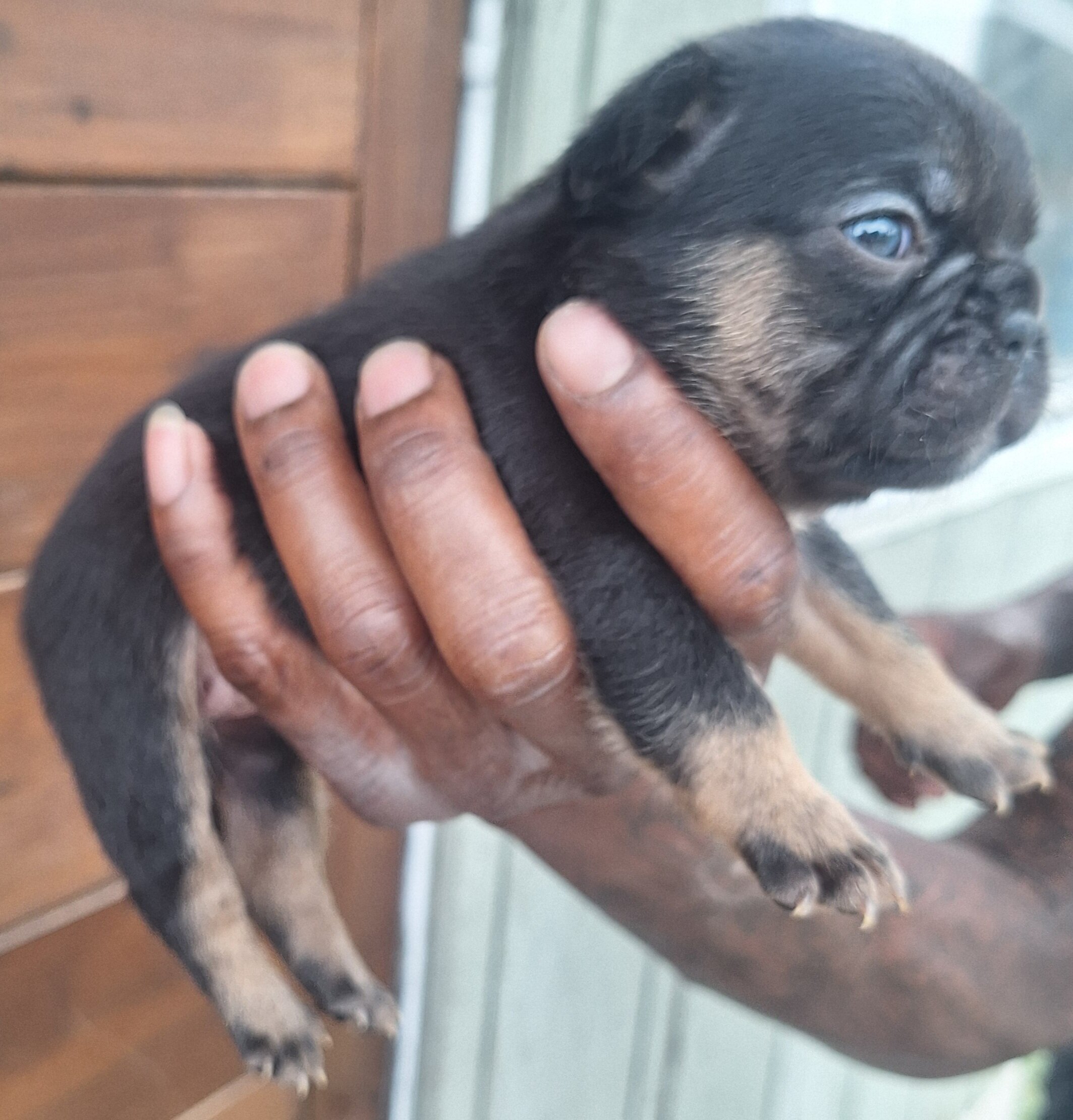 Female French Bulldog puppy image 1