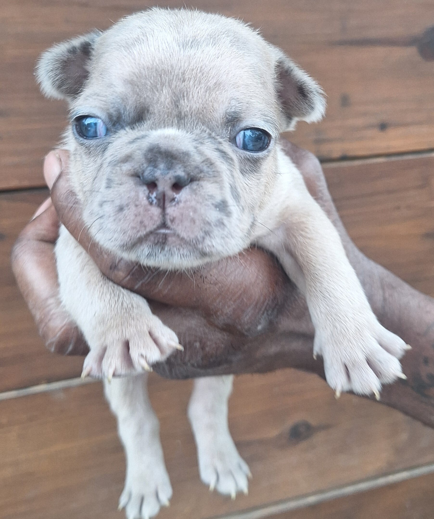 Male French Bulldog puppy image 3