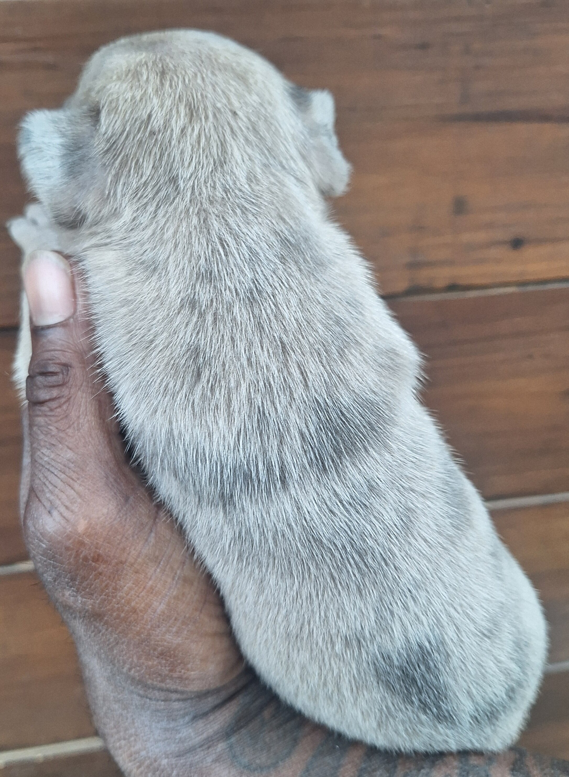 Male French Bulldog puppy image 2