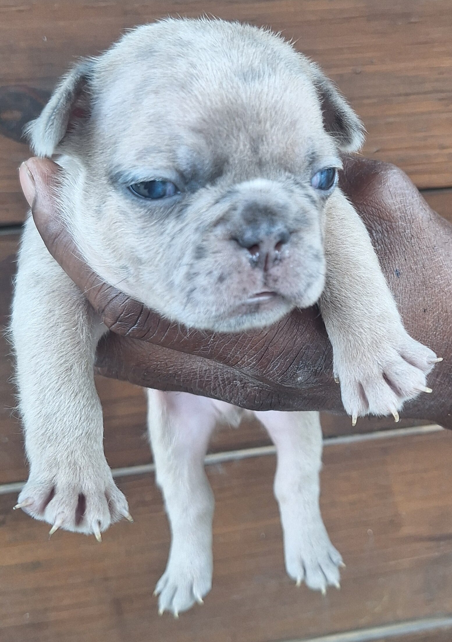 Male French Bulldog puppy image 1