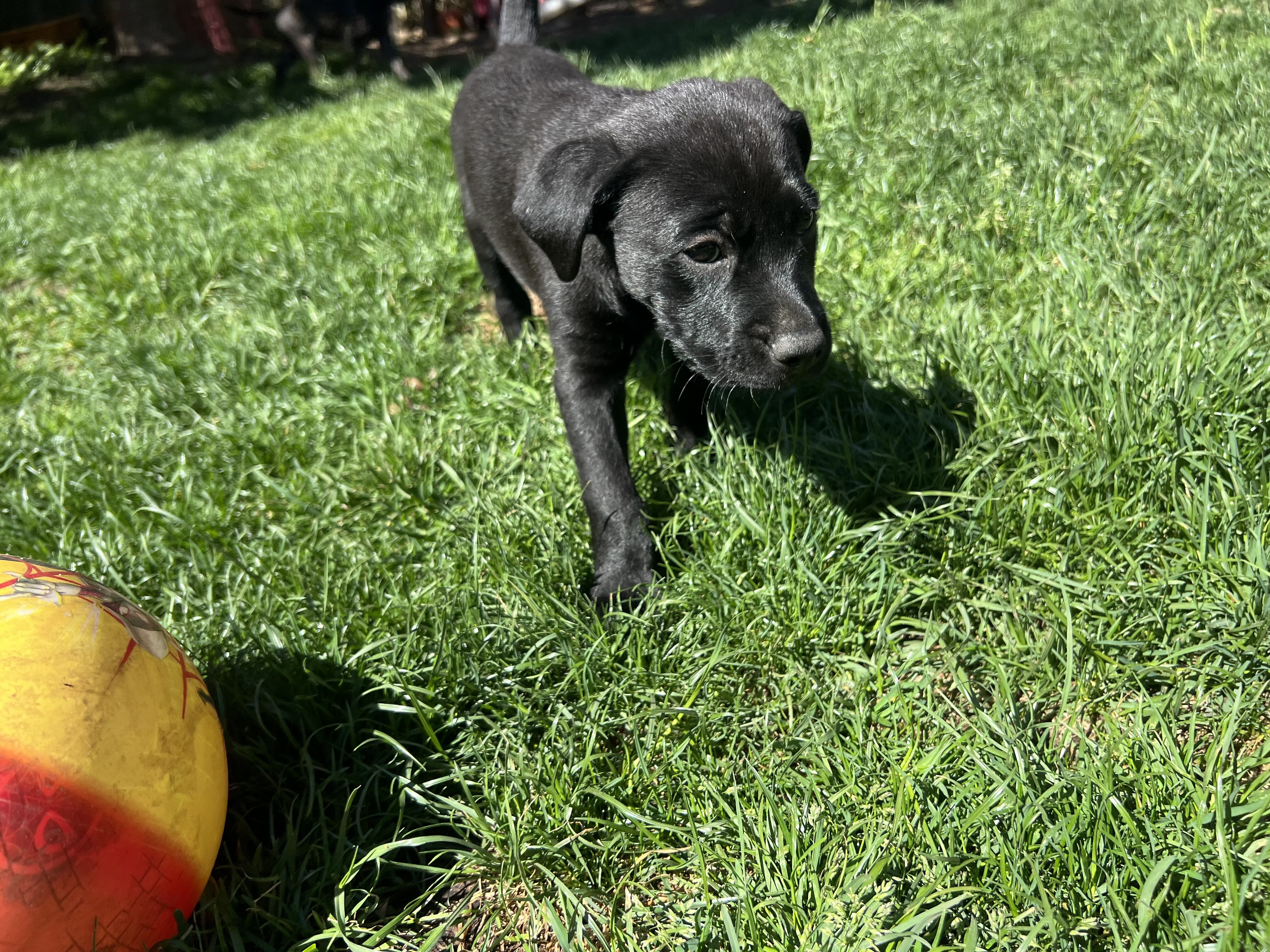Lab mix puppies image 8