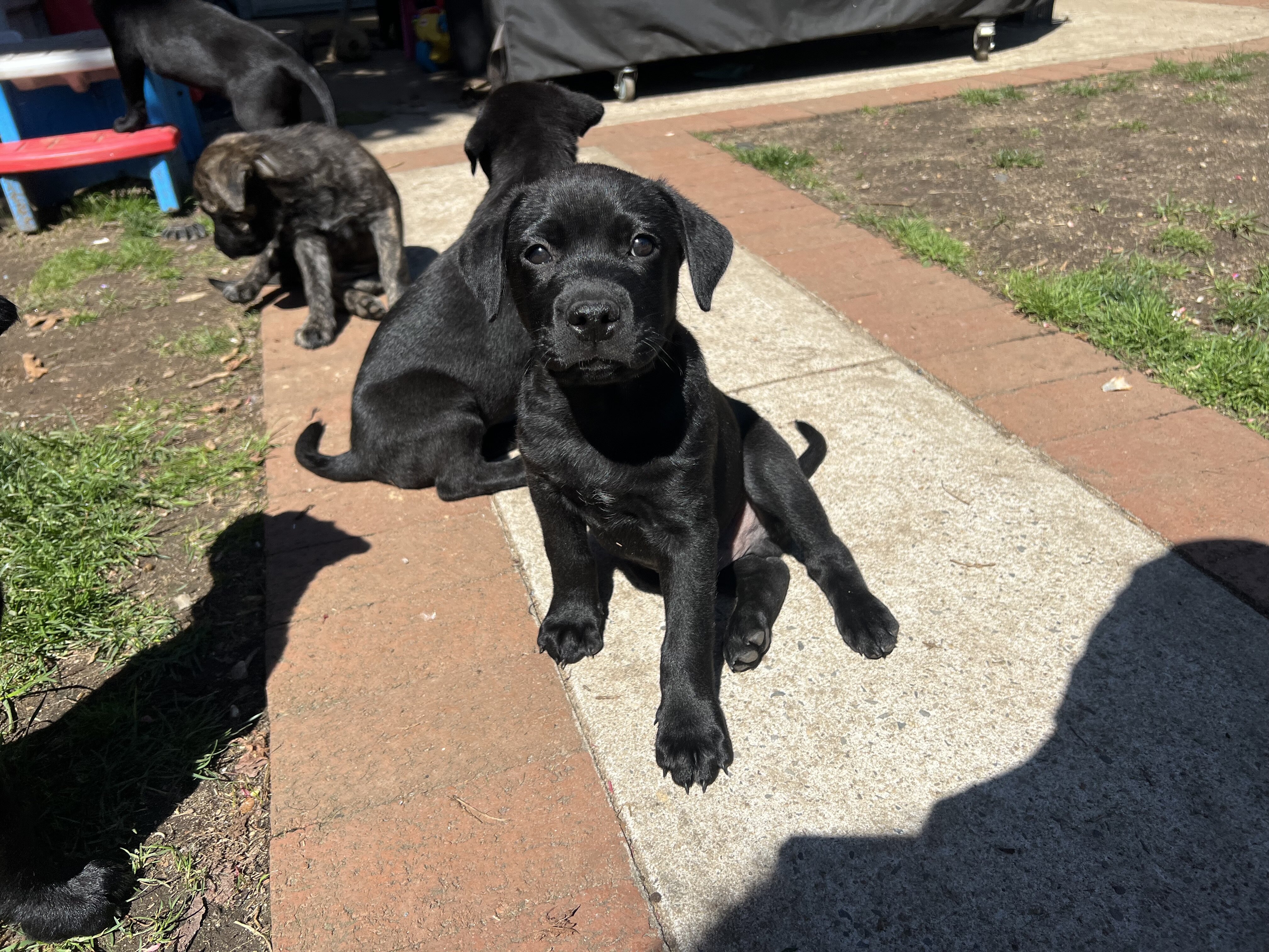 Lab mix puppies image 7