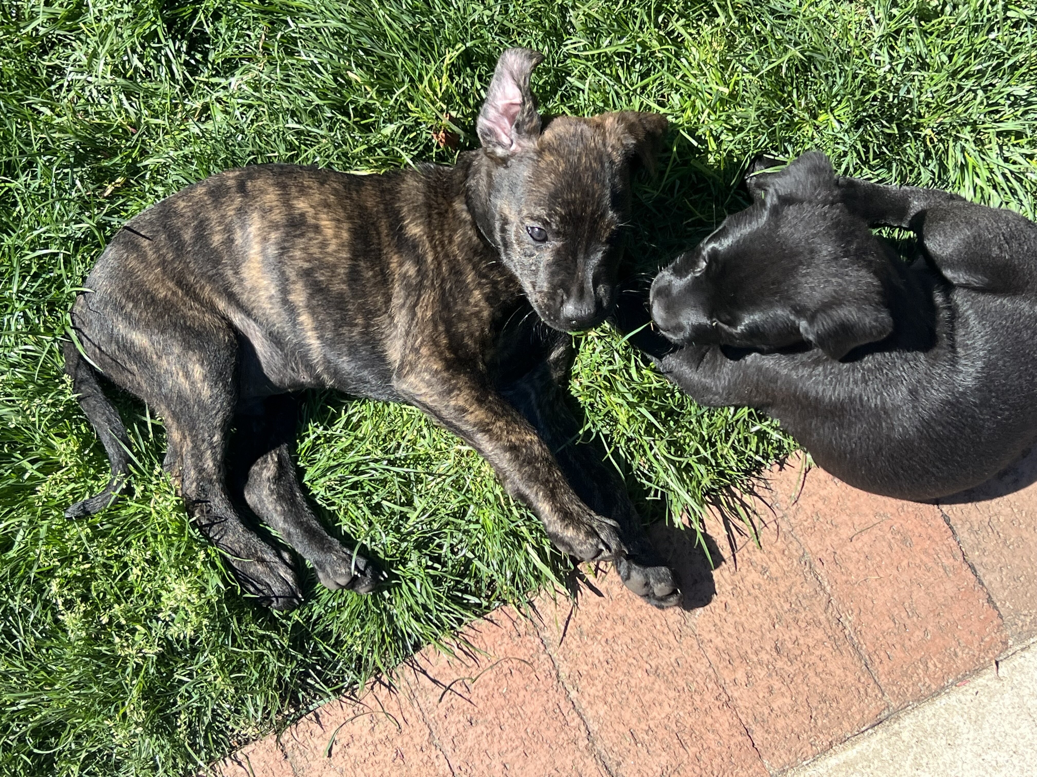 Lab mix puppies image 6