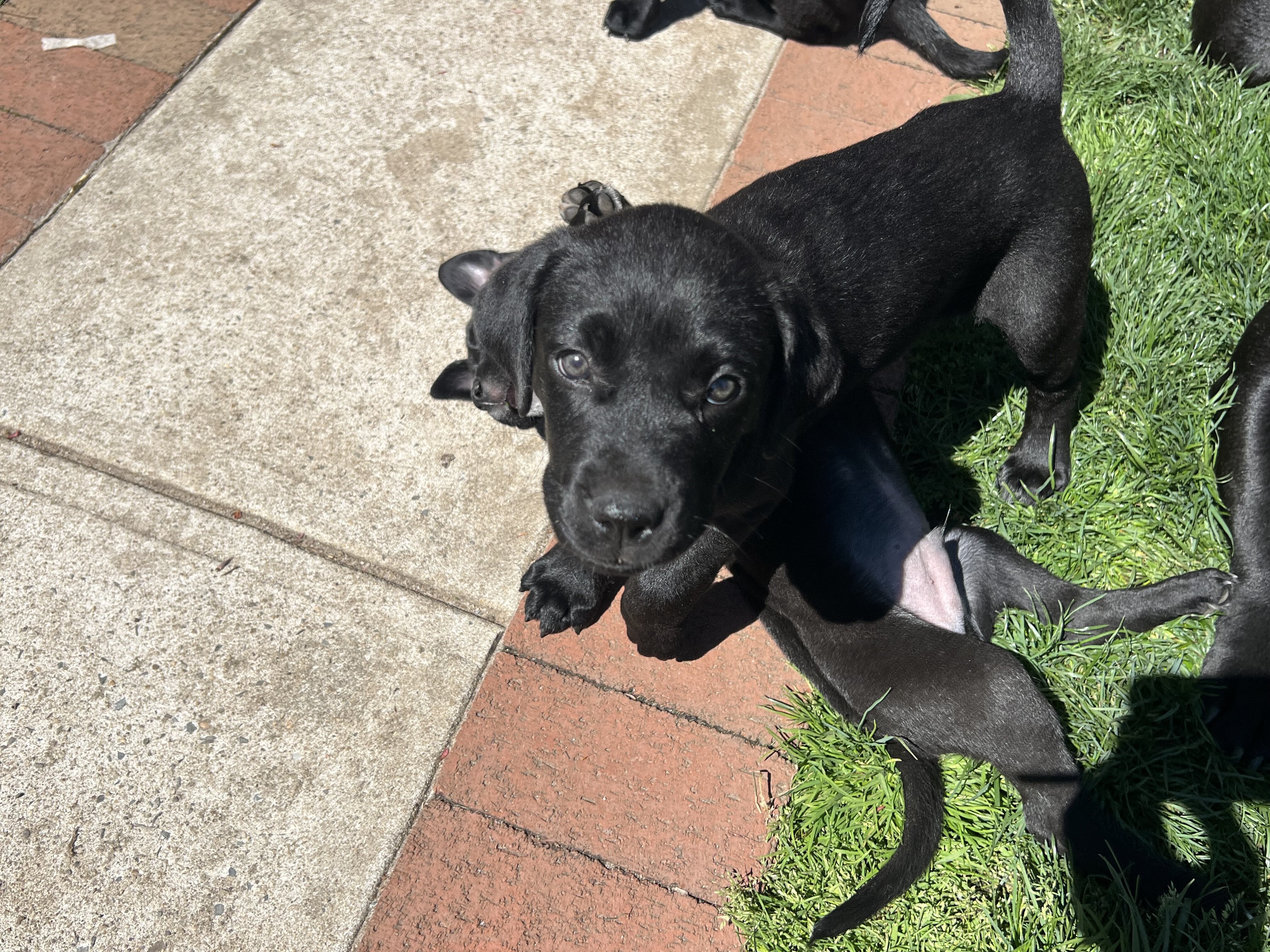 Lab mix puppies image 5