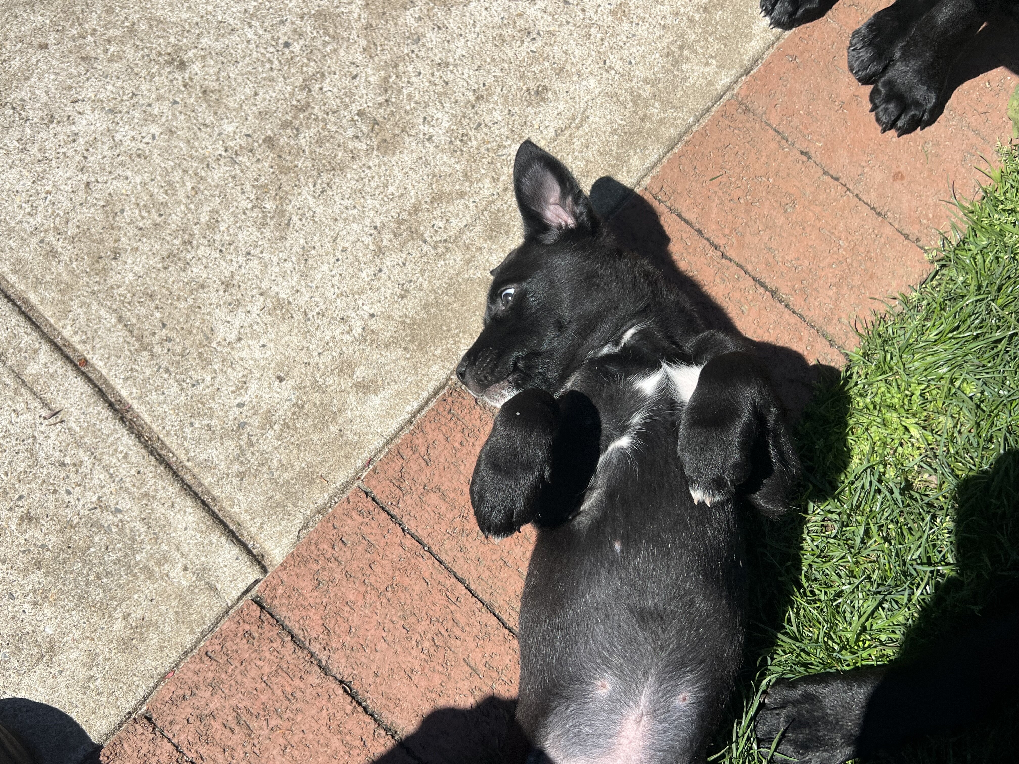 Lab mix puppies image 4