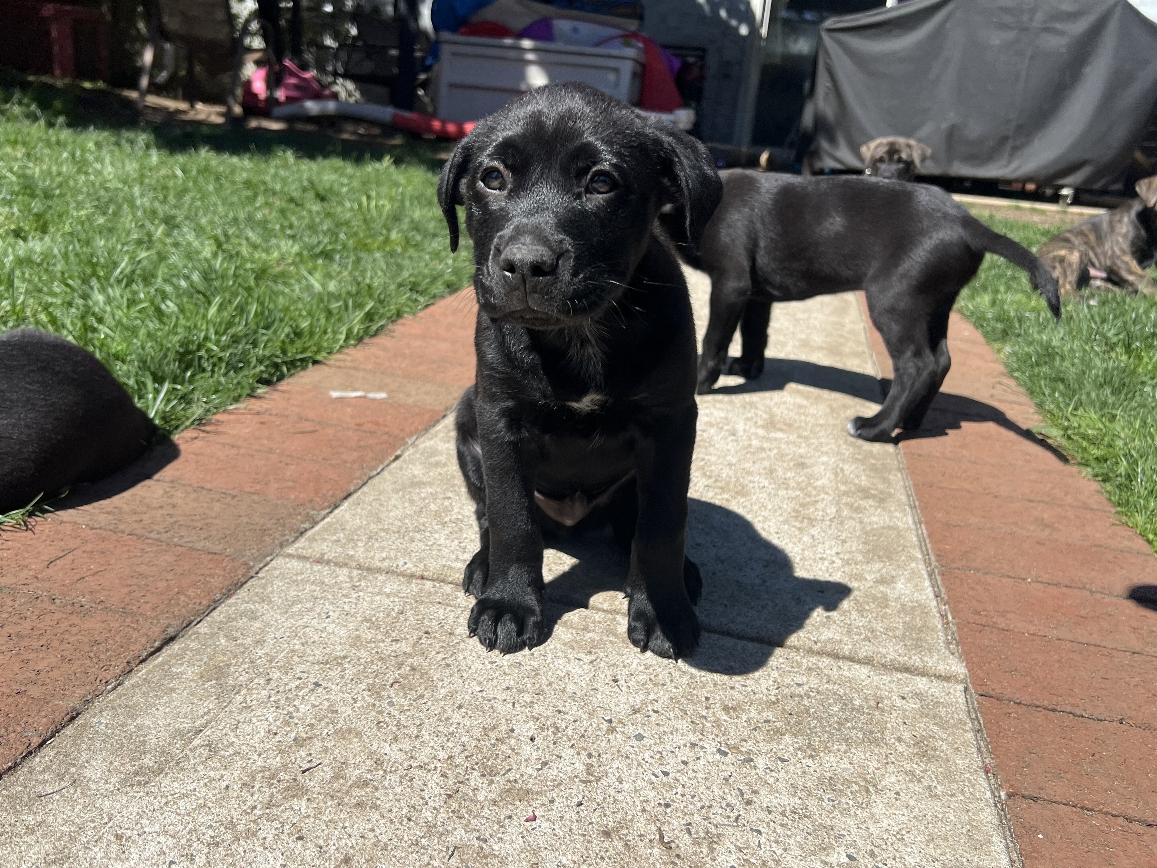 Lab mix puppies image 1