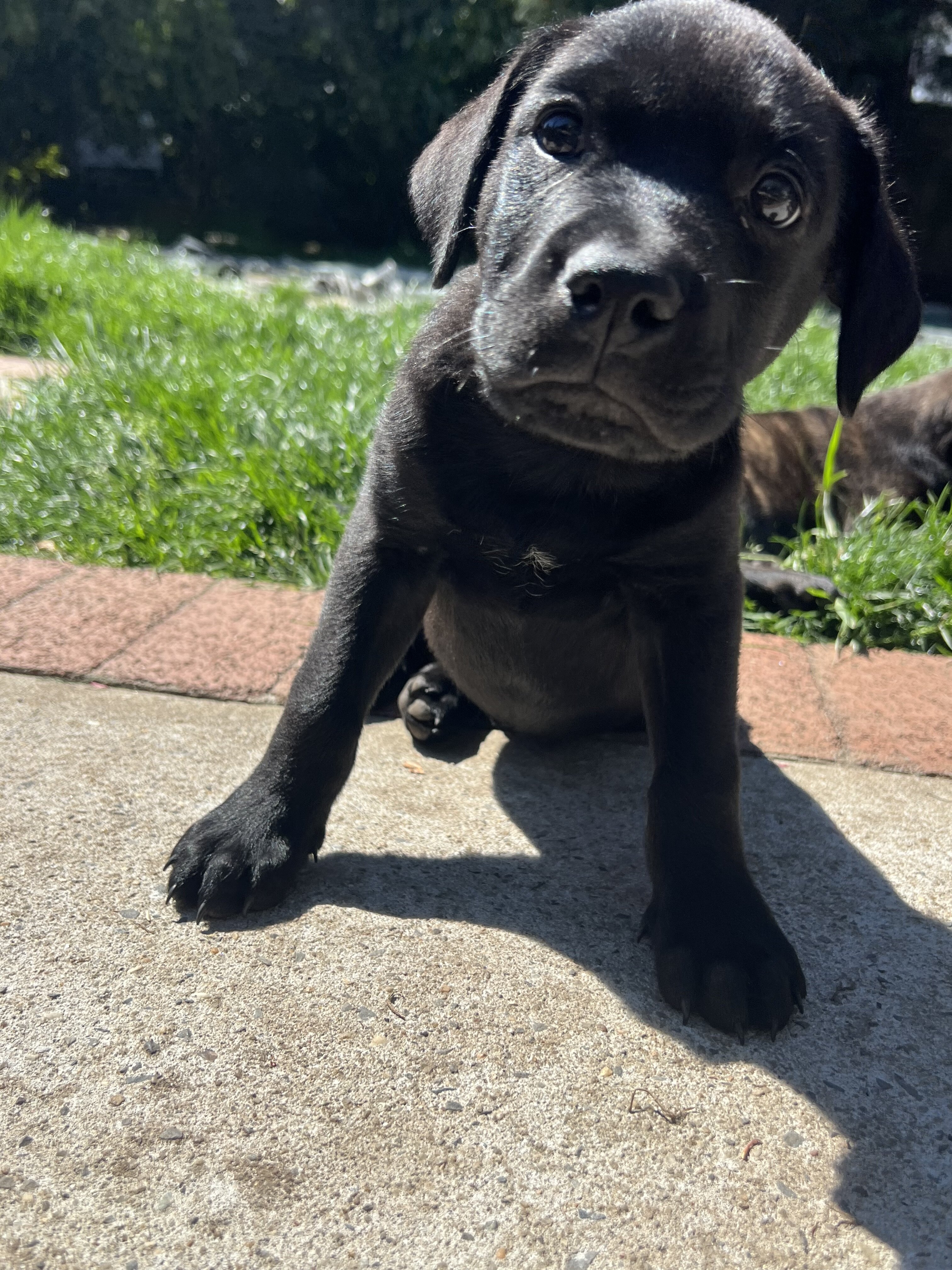 Lab mix puppies image 3